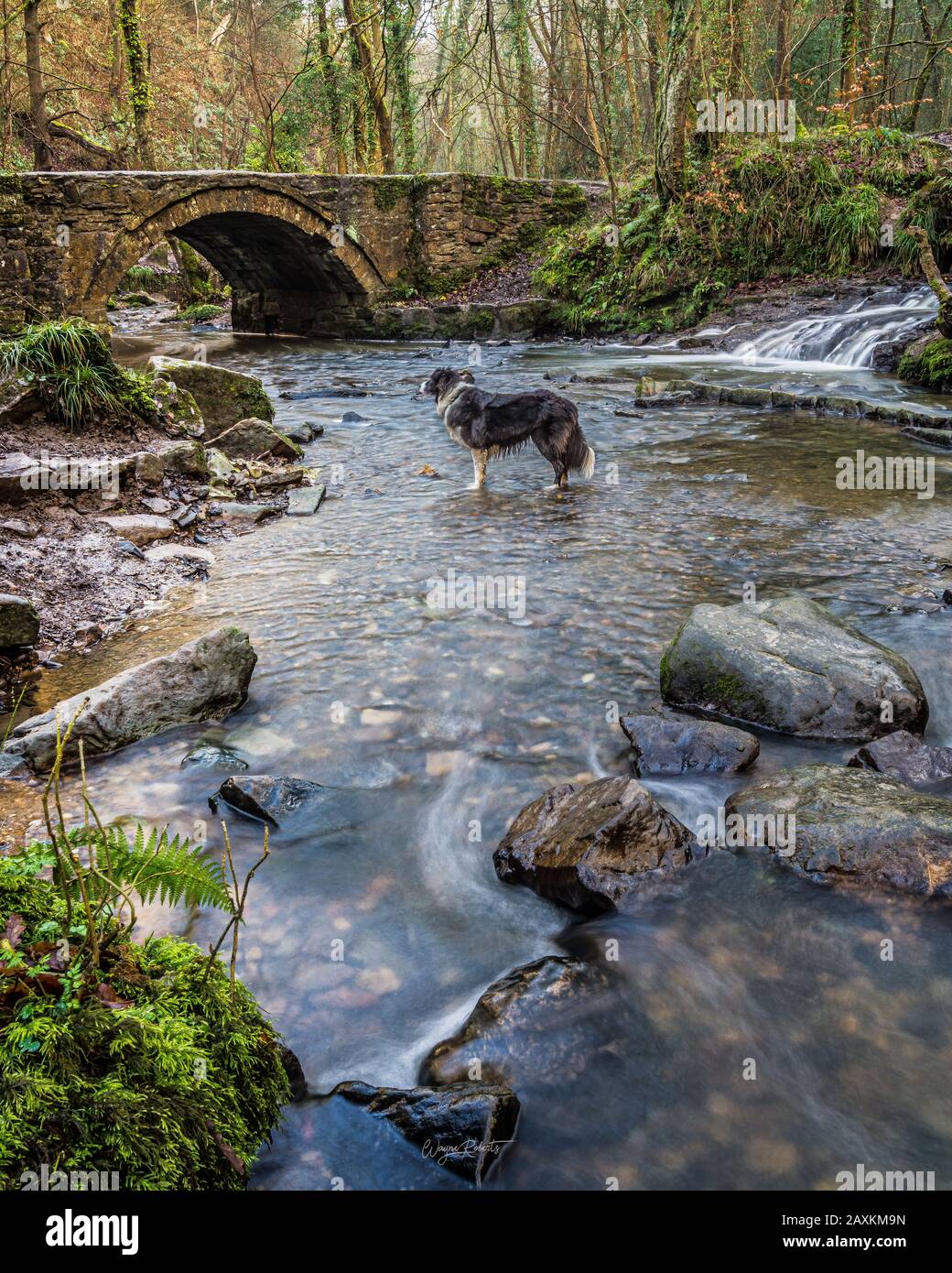 Vertikale Aufnahme eines einsamen Hundes, der in einem Fluss schleift In der Nähe einer Bogenbrücke Stockfoto