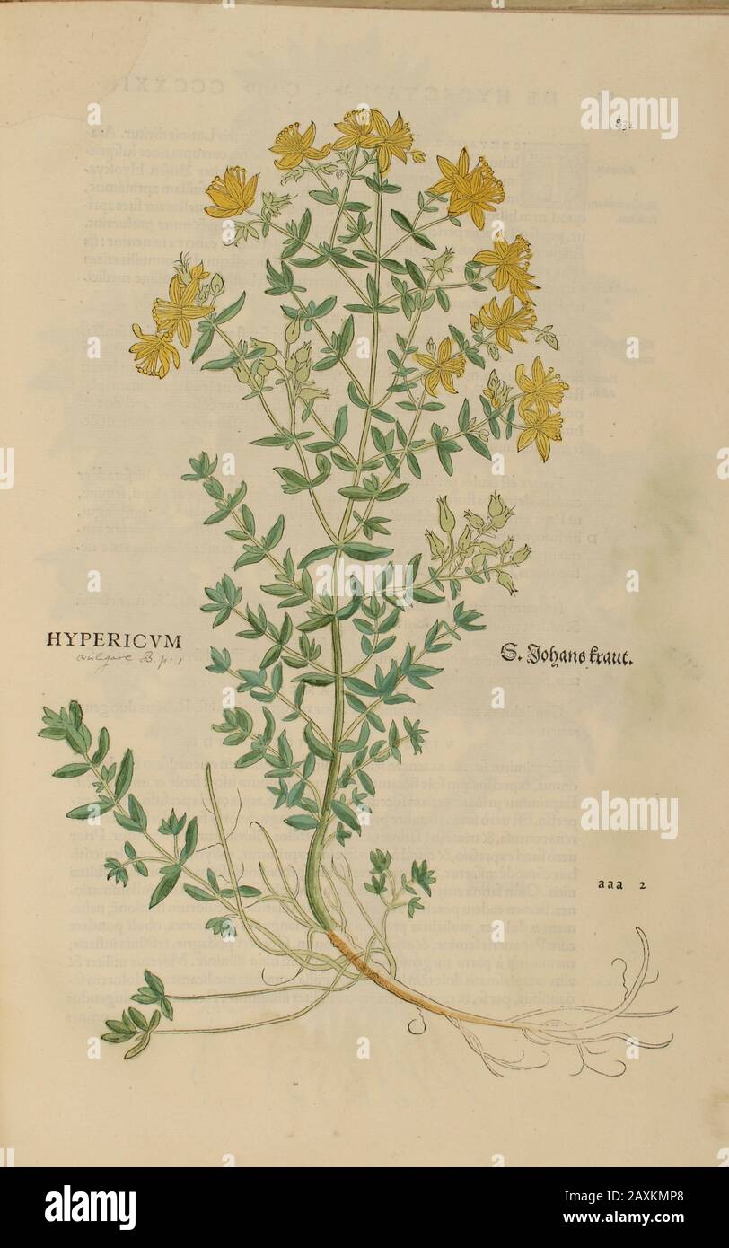 Jahrhundert, Aquarell, handgemalter Holzschnitt botanischer Druck aus Leonhart Fuchs Kräuterbuch: De Historia Stirpium Commentarii Insignes Publis Stockfoto