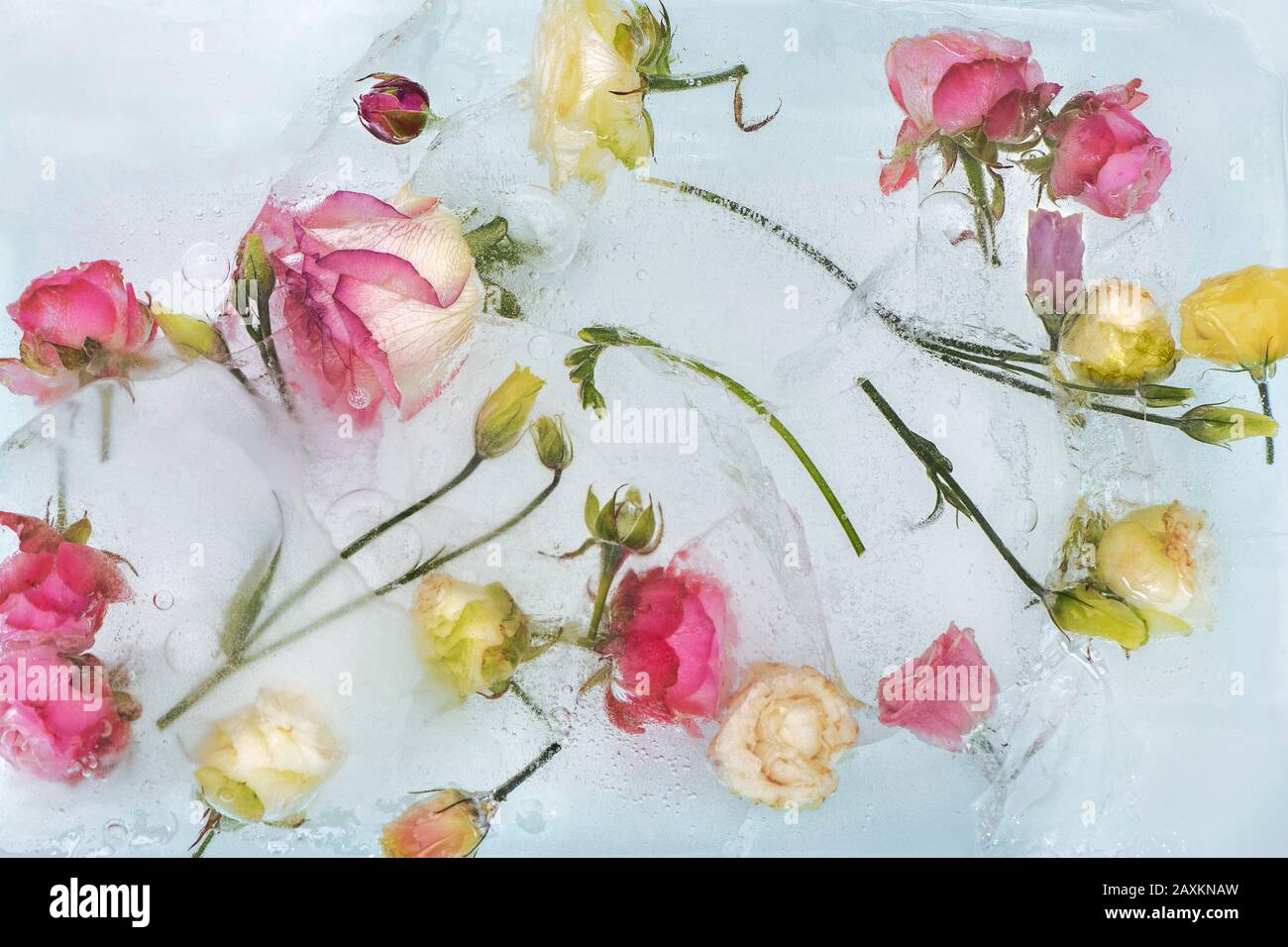 Gefrorene, schöne rosafarbene Rosen Blumen. Blühen Sie im Eis. Federhintergrund. Stockfoto