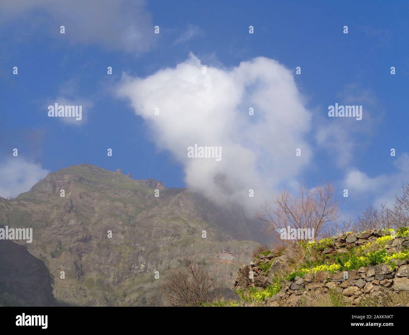 Gelbe Blumen und blaue Himmelslandschaft aus dem Nonntal, Madeira, Portugal, Europäische Union Stockfoto