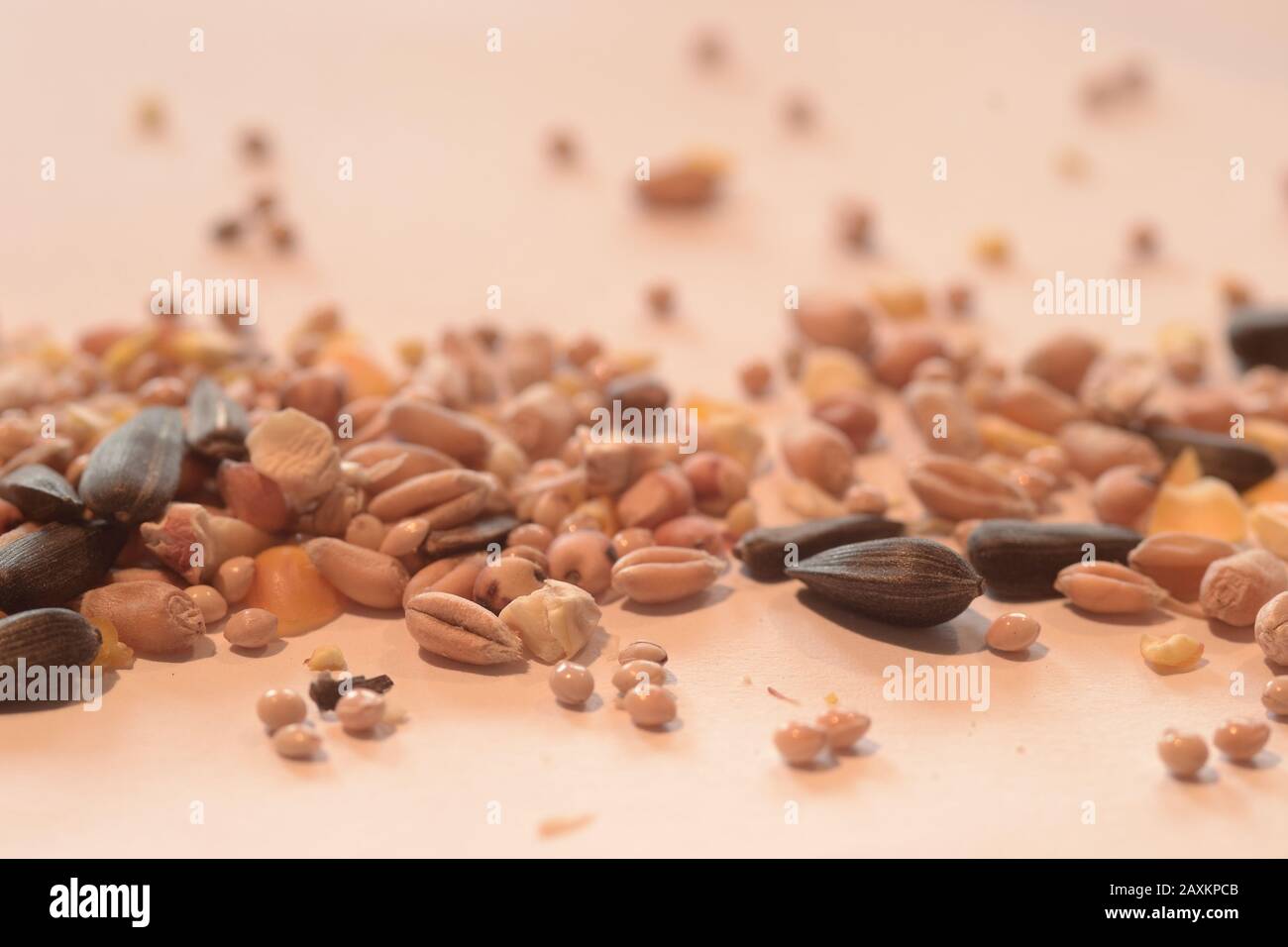 Selektive Fokus Schuss von verschiedenen Samen und Körner auf ein Weiße Oberfläche Stockfoto