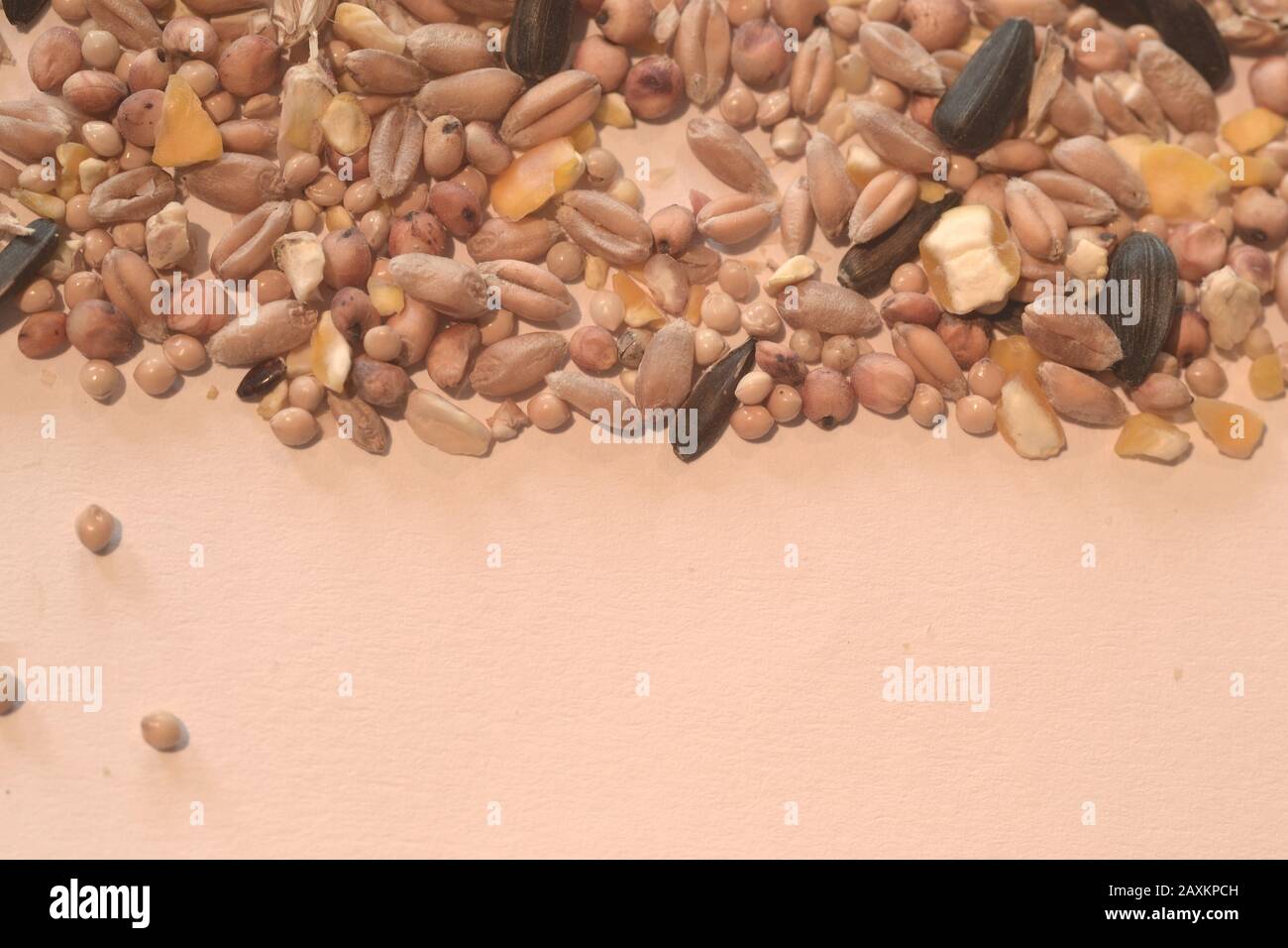 Nahaufnahme von verschiedenen Samen und Körnern auf einem weißen Oberfläche Stockfoto