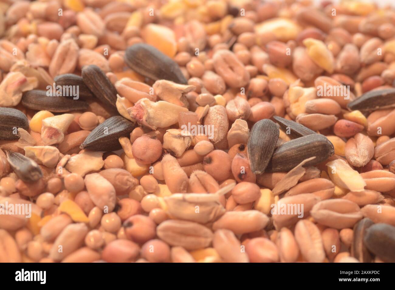 Nahaufnahme von verschiedenen Samen und Körnern Stockfoto