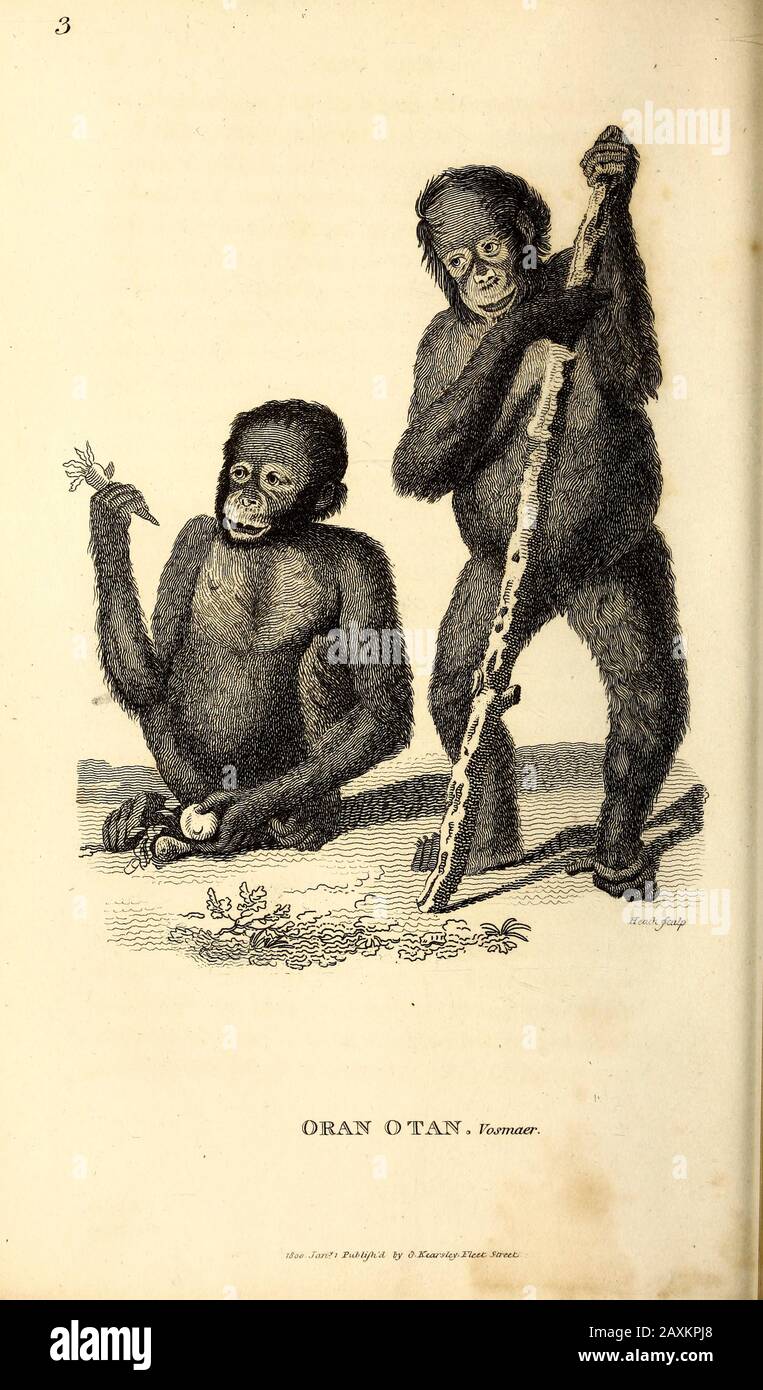 Oran Otan (Orangutan) Allgemeine Zoologie oder systematische Naturgeschichte Teil I, von Shaw, George, 1751-1813; Stephens, James Francis, 92-185.3; Heath, C. Stockfoto