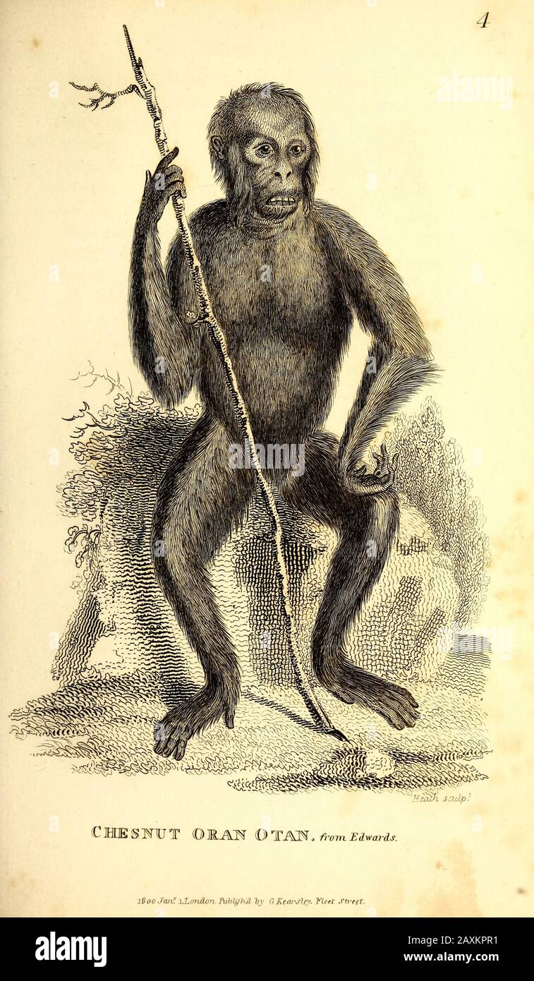 Oran Otan (Orangutan) Allgemeine Zoologie oder systematische Naturgeschichte Teil I, von Shaw, George, 1751-1813; Stephens, James Francis, 92-185.3; Heath, C. Stockfoto