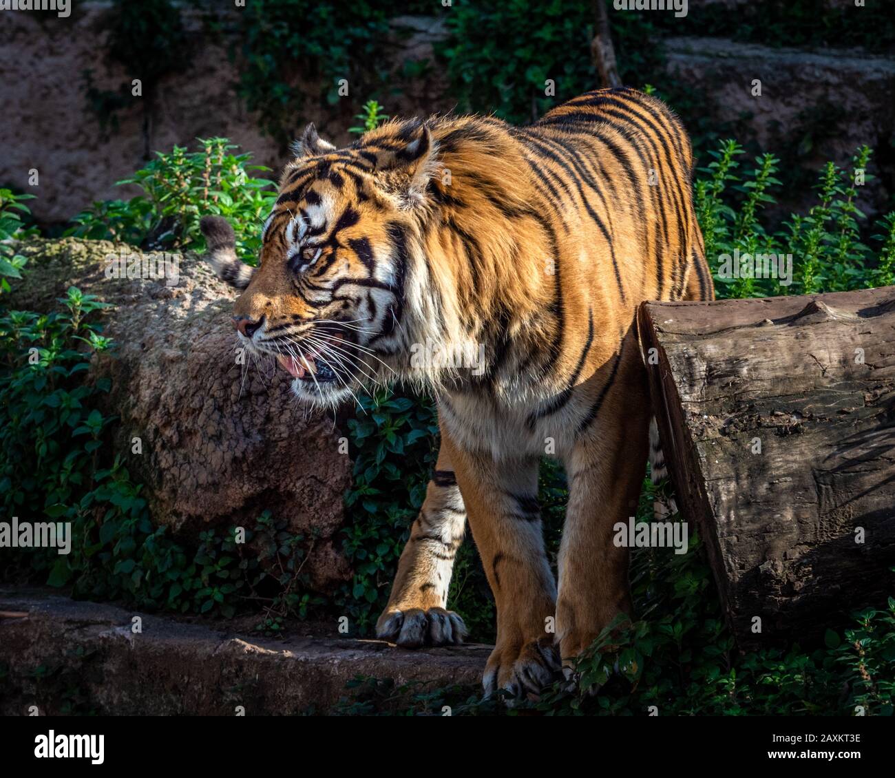 Ein einäugiger sumatran-tiger auf der Schlägerei verlor seinen Anblick durch eine Wunde, die zu Glaukom führte Stockfoto