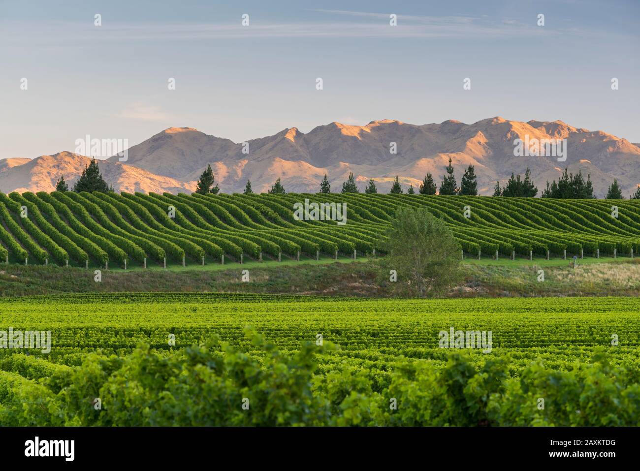 Weinanbau, Awatere Valley, Blue Mountain Range, Marlborough, South Island, Neuseeland, Oceania Stockfoto