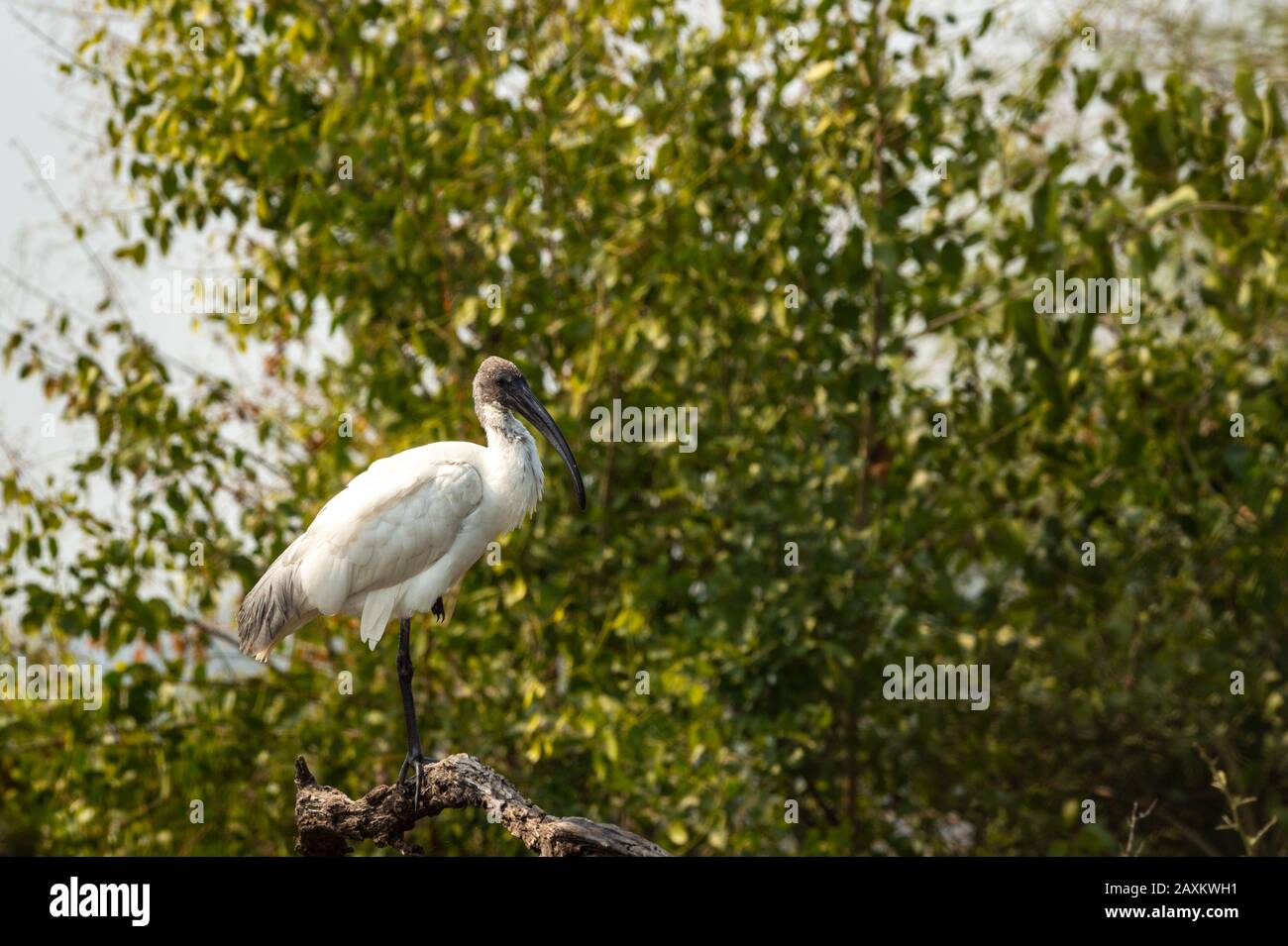 Ibis mit schwarzem Kopf oder Ibis mit schwarzem Hals auf Baumstamm und grünen Bäumen im Hintergrund im keoladeo-nationalpark oder Vogelschutzgebiet, bharatpur, indien Stockfoto