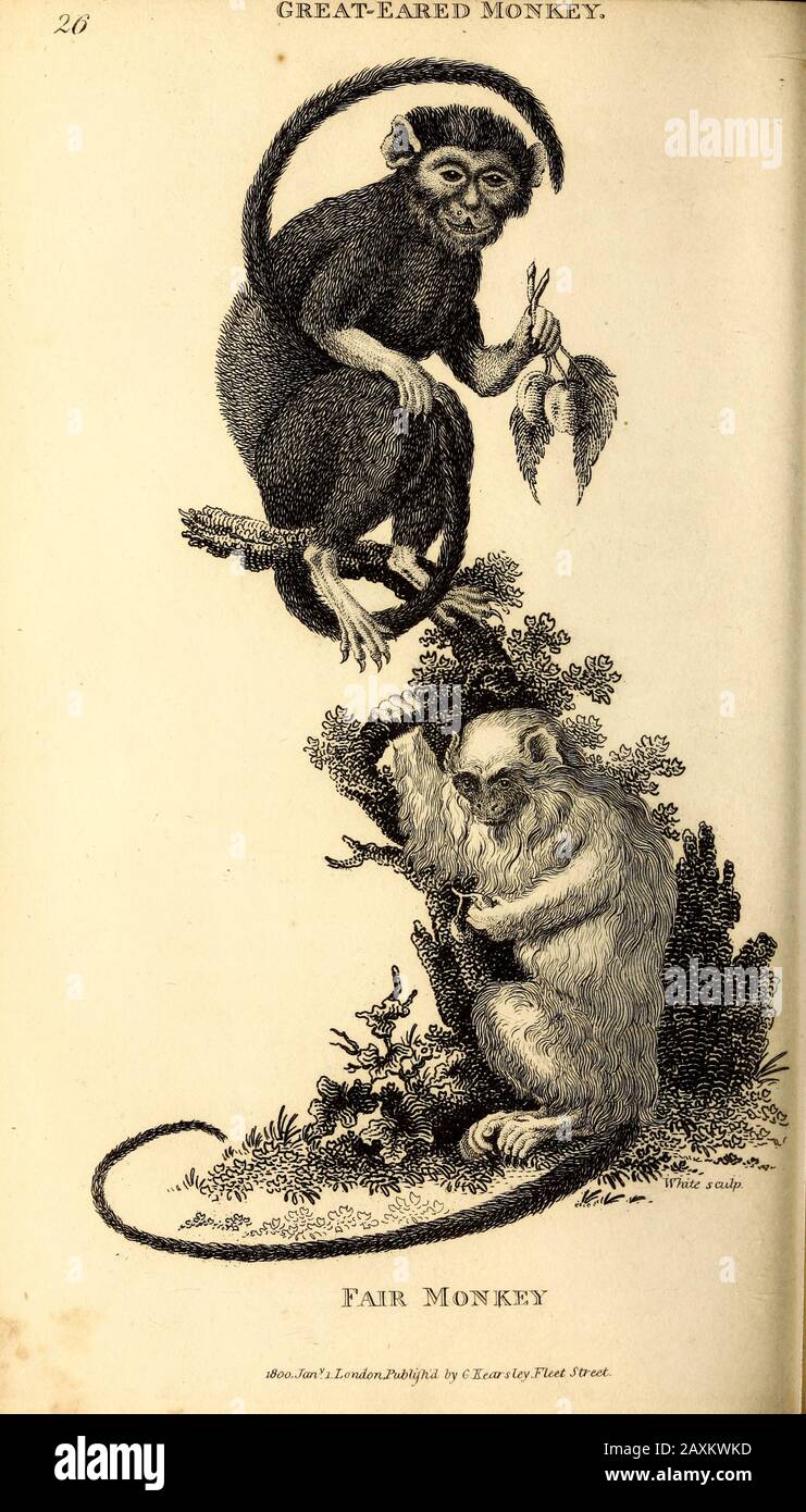Great-Ear Monkey (TOP) und Fair Monkey aus der Allgemeinen Zoologie, oder, Systematischer Naturgeschichts-Teil I, von Shaw, George, 1751-1813; Stephens, James Franci Stockfoto