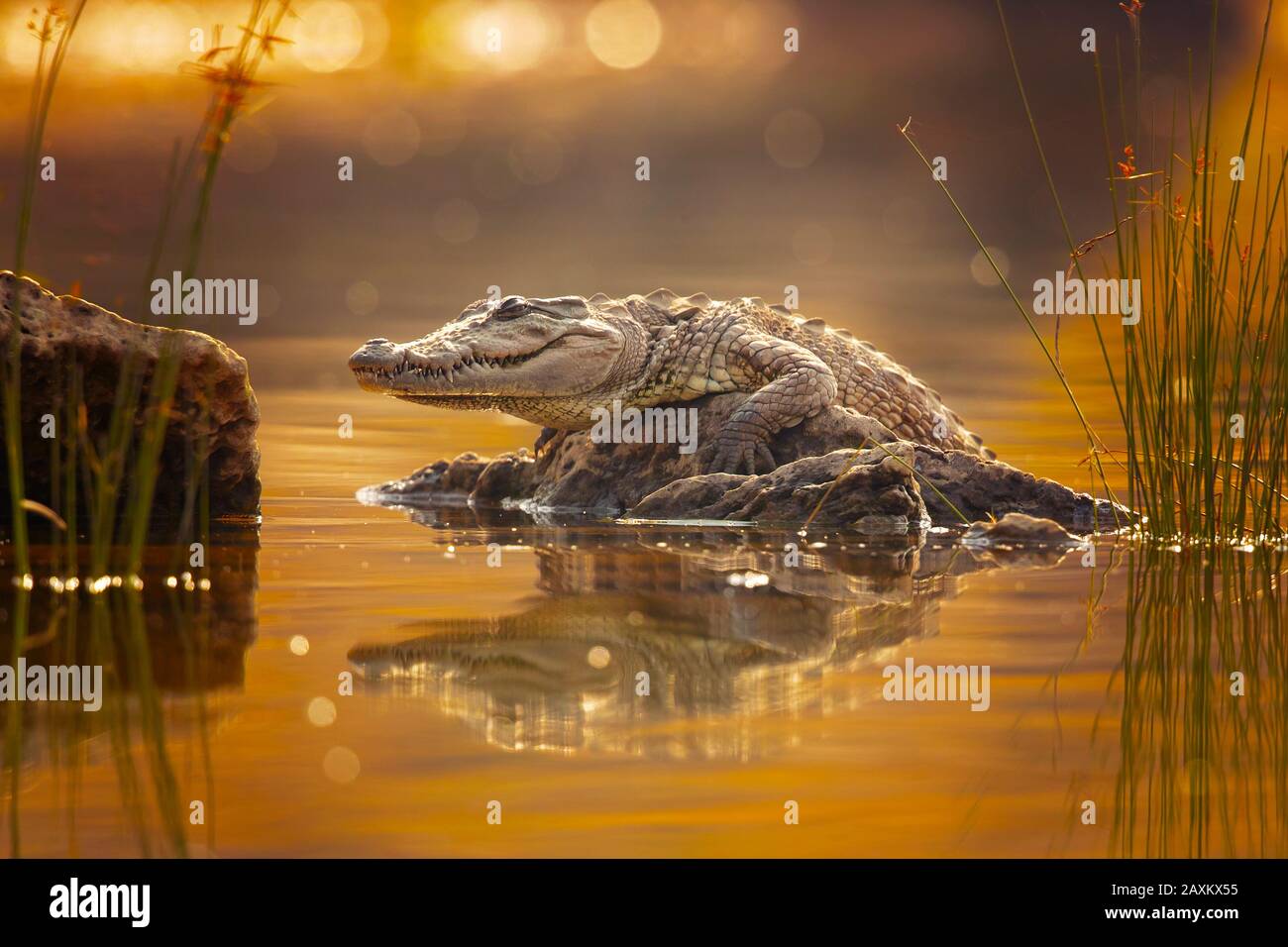 Sumpfkrokodil sri lanka Fotos und Bildmaterial in hoher Auflösung Alamy