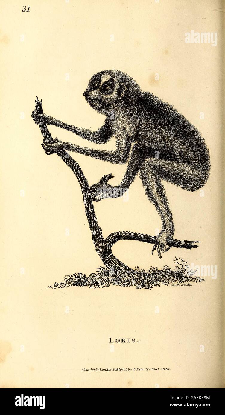 Loris aus der allgemeinen Zoologie oder Systematischer Naturgeschichte Teil I von Shaw, George, 1751-1813; Stephens, James Francis, 1792-1853-02; Heath, Charles, 178 Stockfoto