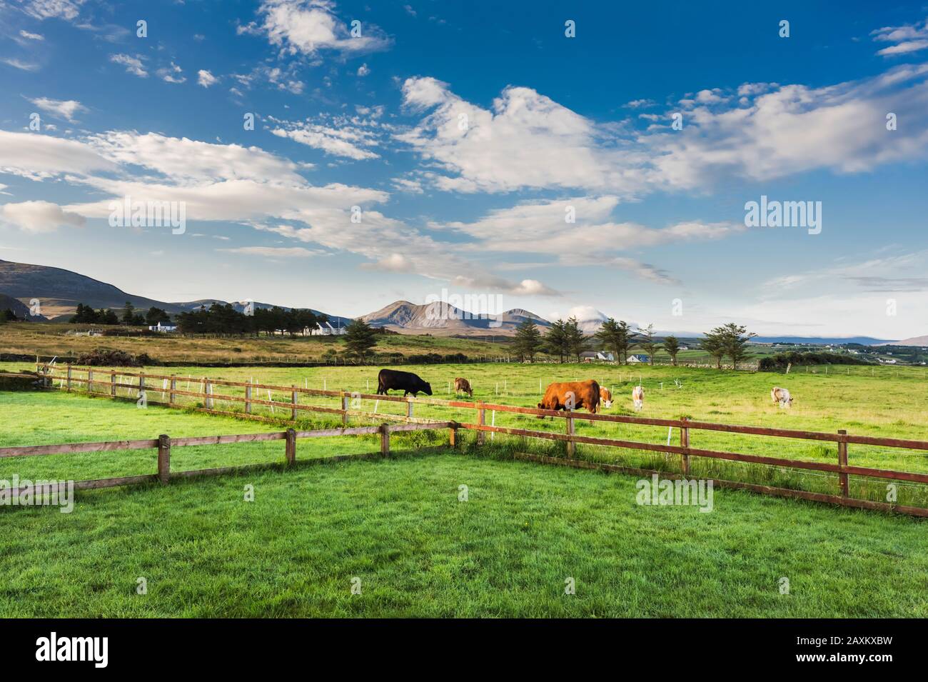 Die Tiere weideten auf einem Feld im Townland von Ballyboe, County Donegal, Irland, mit den Derryveagh Mountains, einschließlich Mount Errigal, in der Ferne Stockfoto