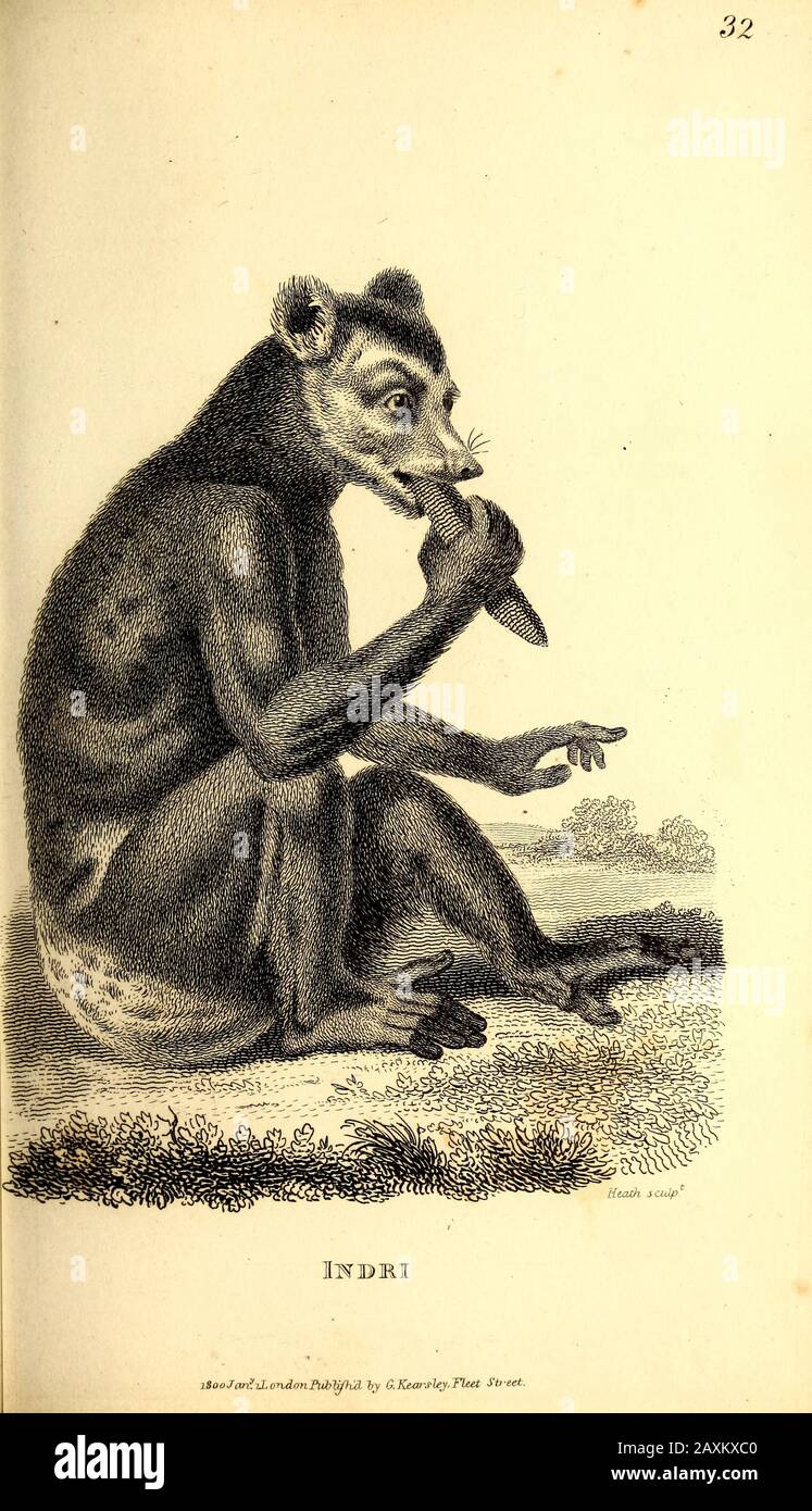 Indri aus der allgemeinen Zoologie oder Systematischer Naturgeschichte Teil I von Shaw, George, 1751-1813; Stephens, James Francis, 92-1853-03; Heath, Charles, 178 Stockfoto