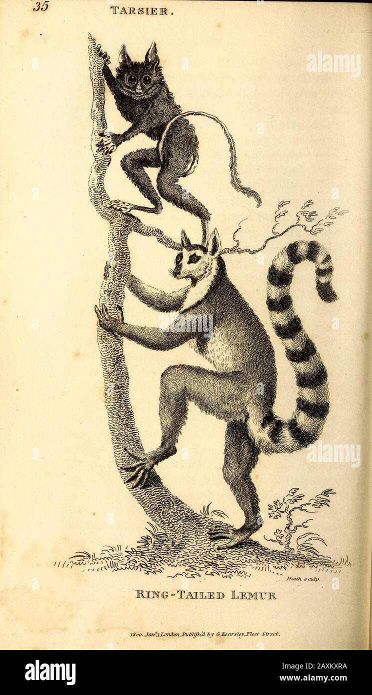 Ringschwein-Lemur (Lemur catta), aus der Allgemeinen Zoologie, oder Systematischer Naturgeschichts-Teil I, von Shaw, George, 1751-1813; Stephens, James Francis, 179 Stockfoto