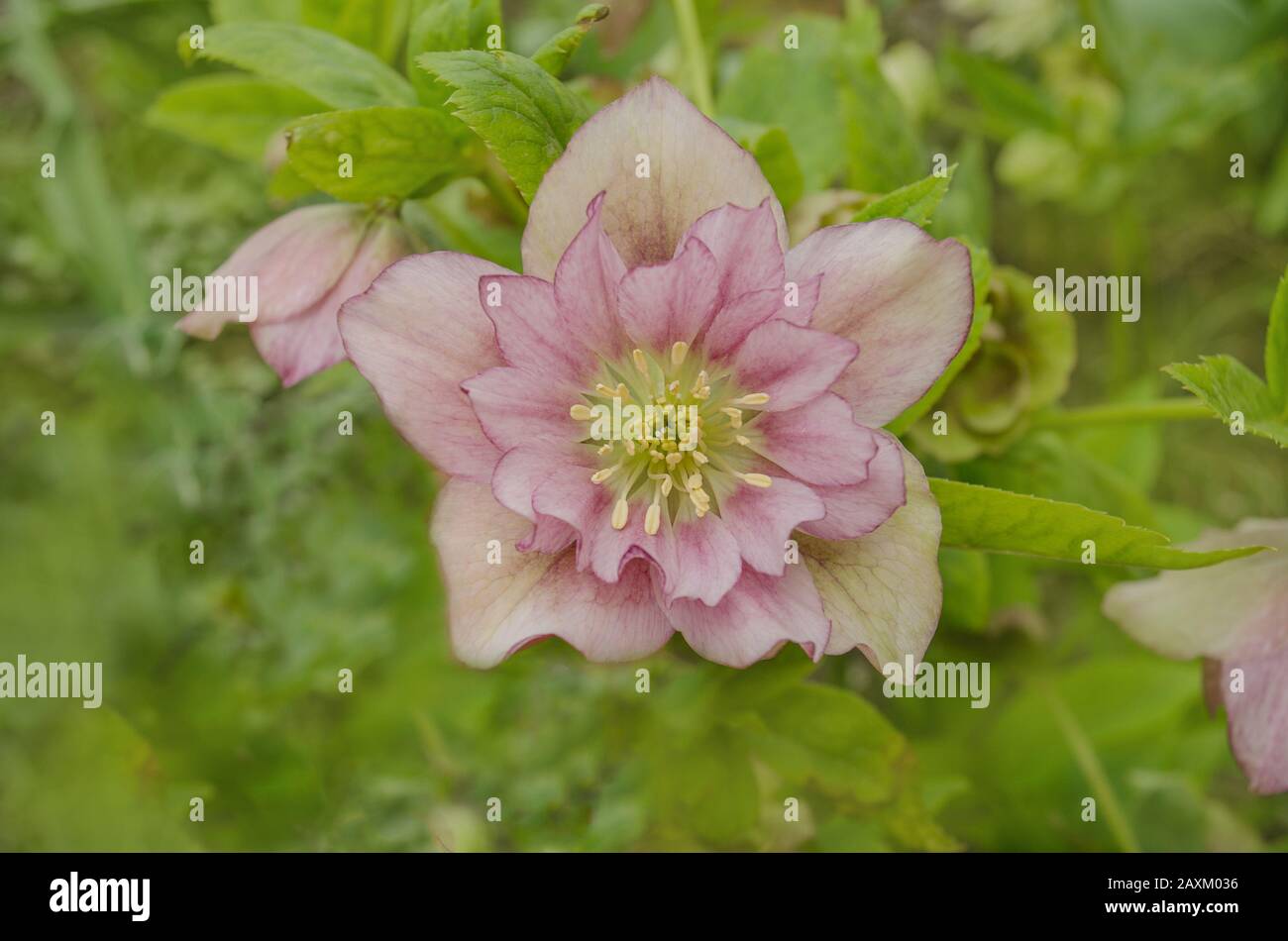 Rosa Hellebore oder lenten Rose. Rosa Frühling blühende Hellebore Pflanze Stockfoto