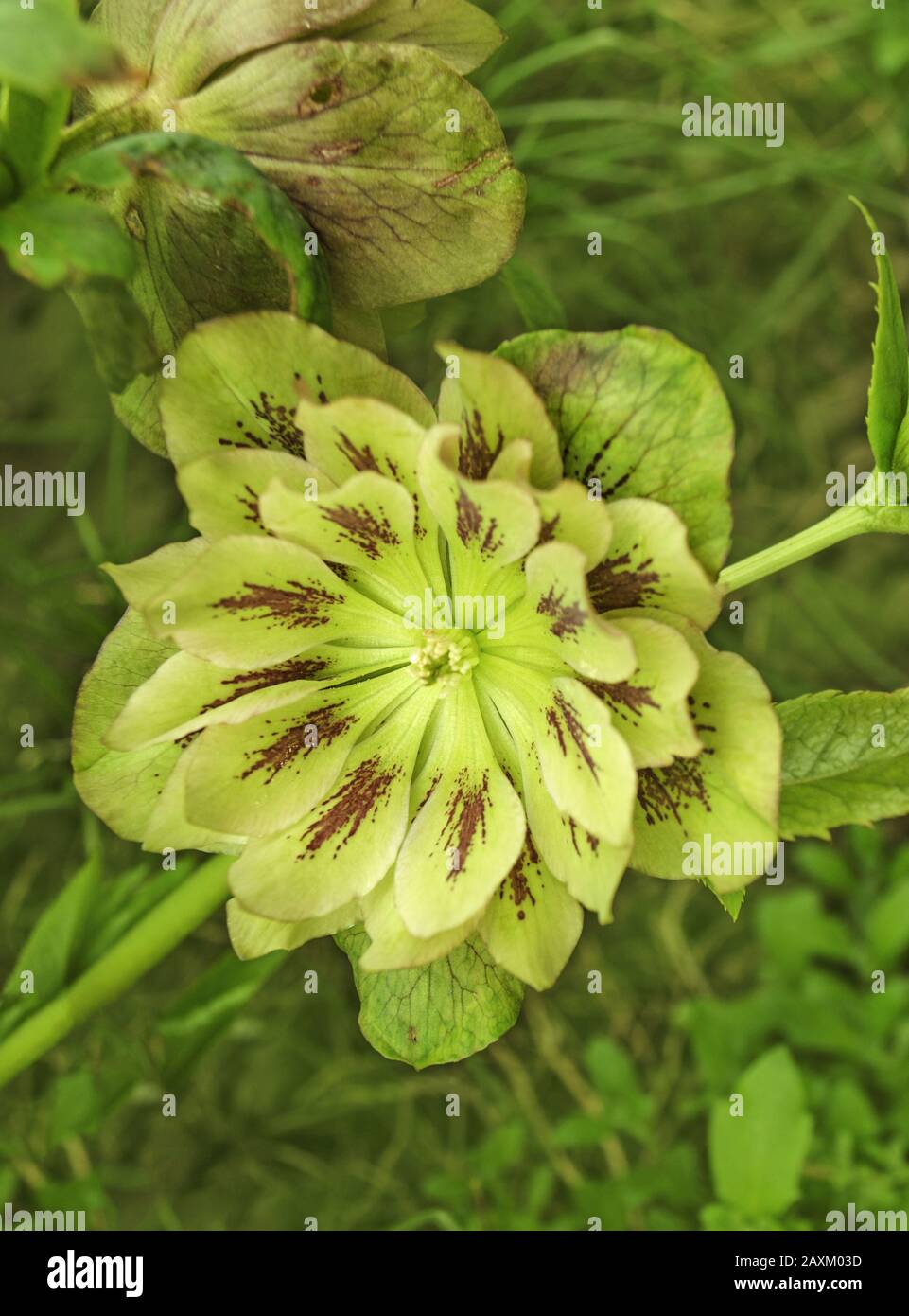 Rosa Hellebore oder lenten Rose. Helleborus doppelte ellen blüht Stockfoto