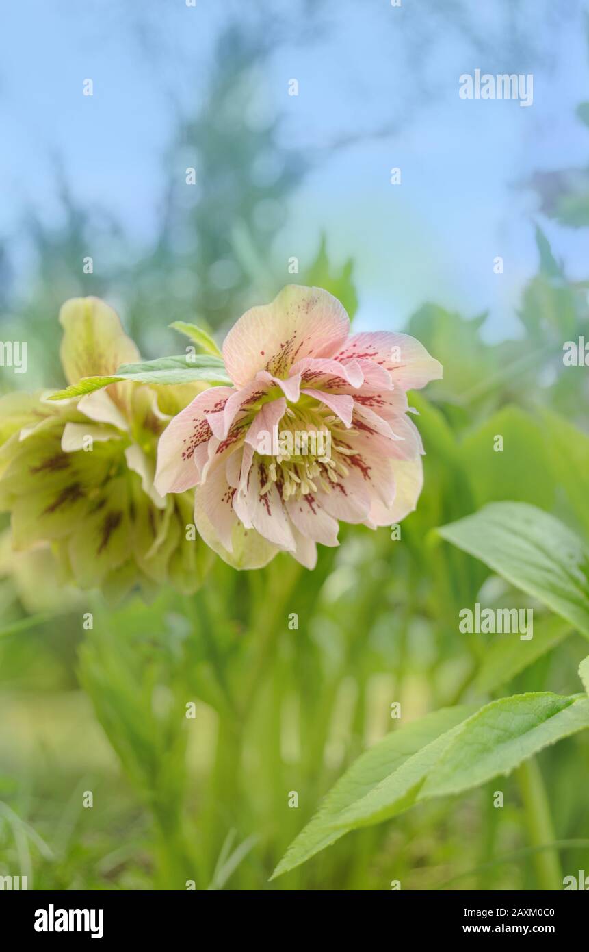 Rosa Hellebore oder lenten Rose. Helleborus doppelte ellen blüht Stockfoto