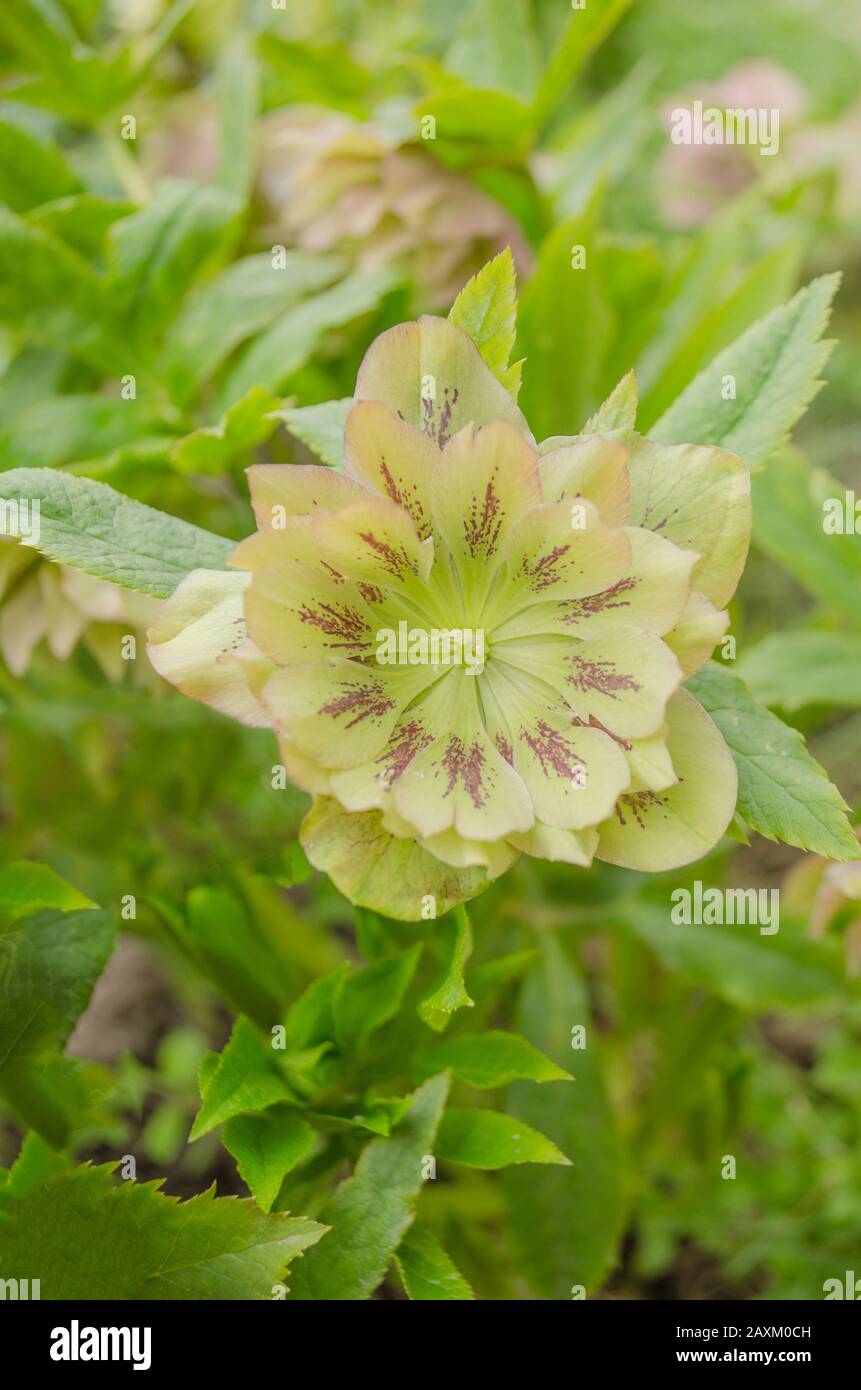 Rosa Hellebore oder lenten Rose. Helleborus doppelte ellen blüht Stockfoto