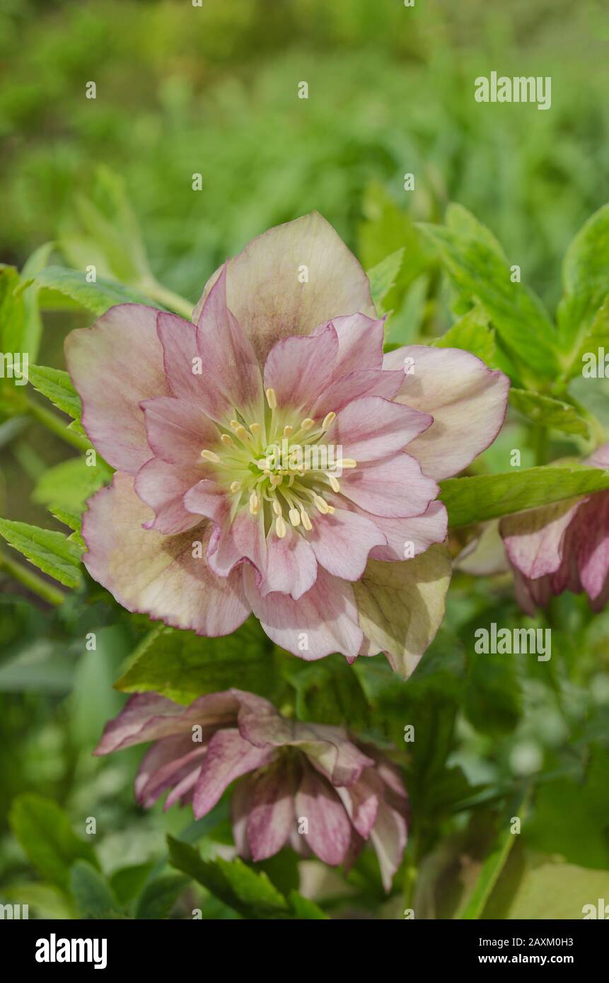 Rosa Hellebore oder lenten Rose. Rosa Frühling blühende Hellebore Pflanze Stockfoto