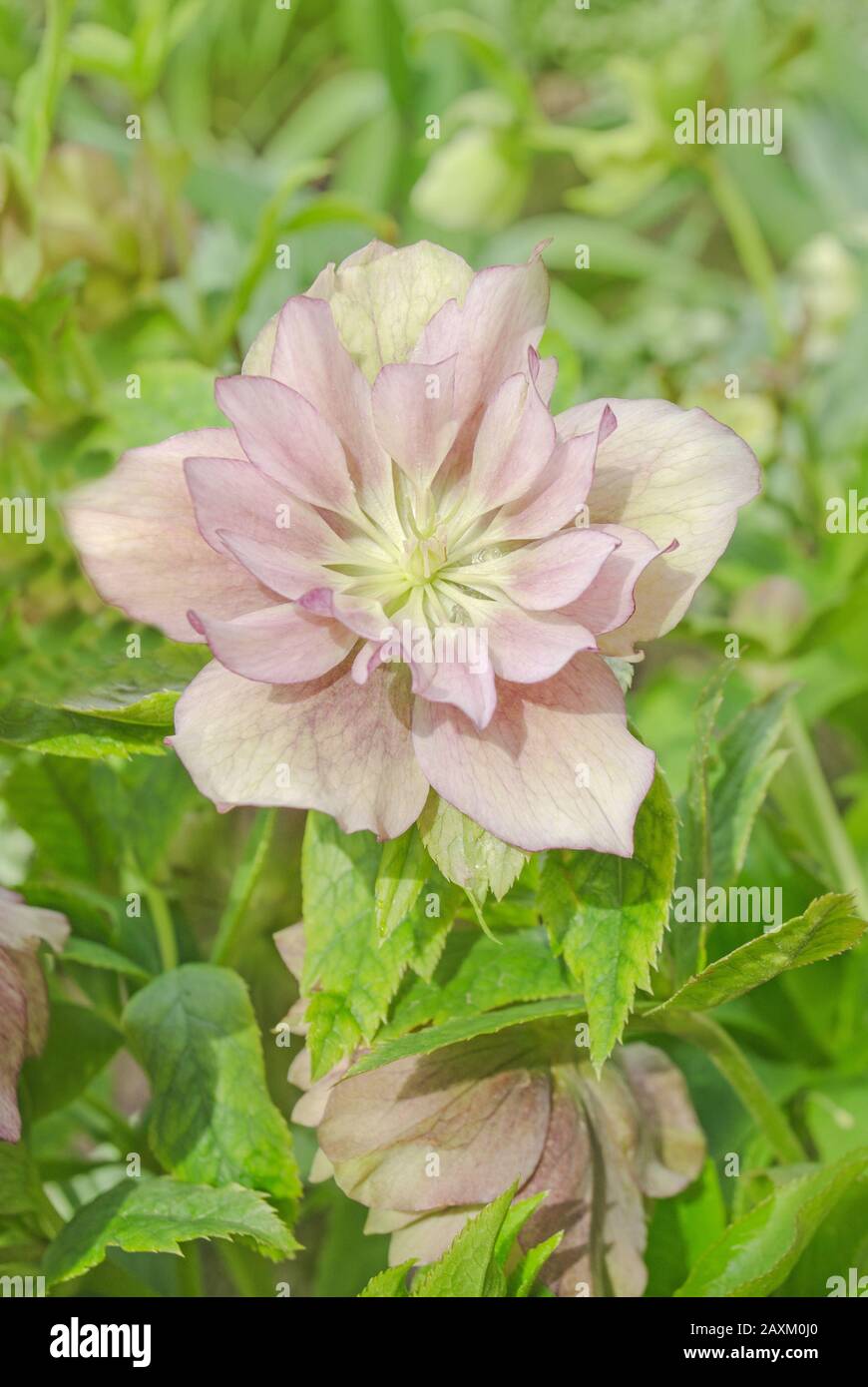 Rosa Hellebore oder lenten Rose. Rosa Frühling blühende Hellebore Pflanze Stockfoto