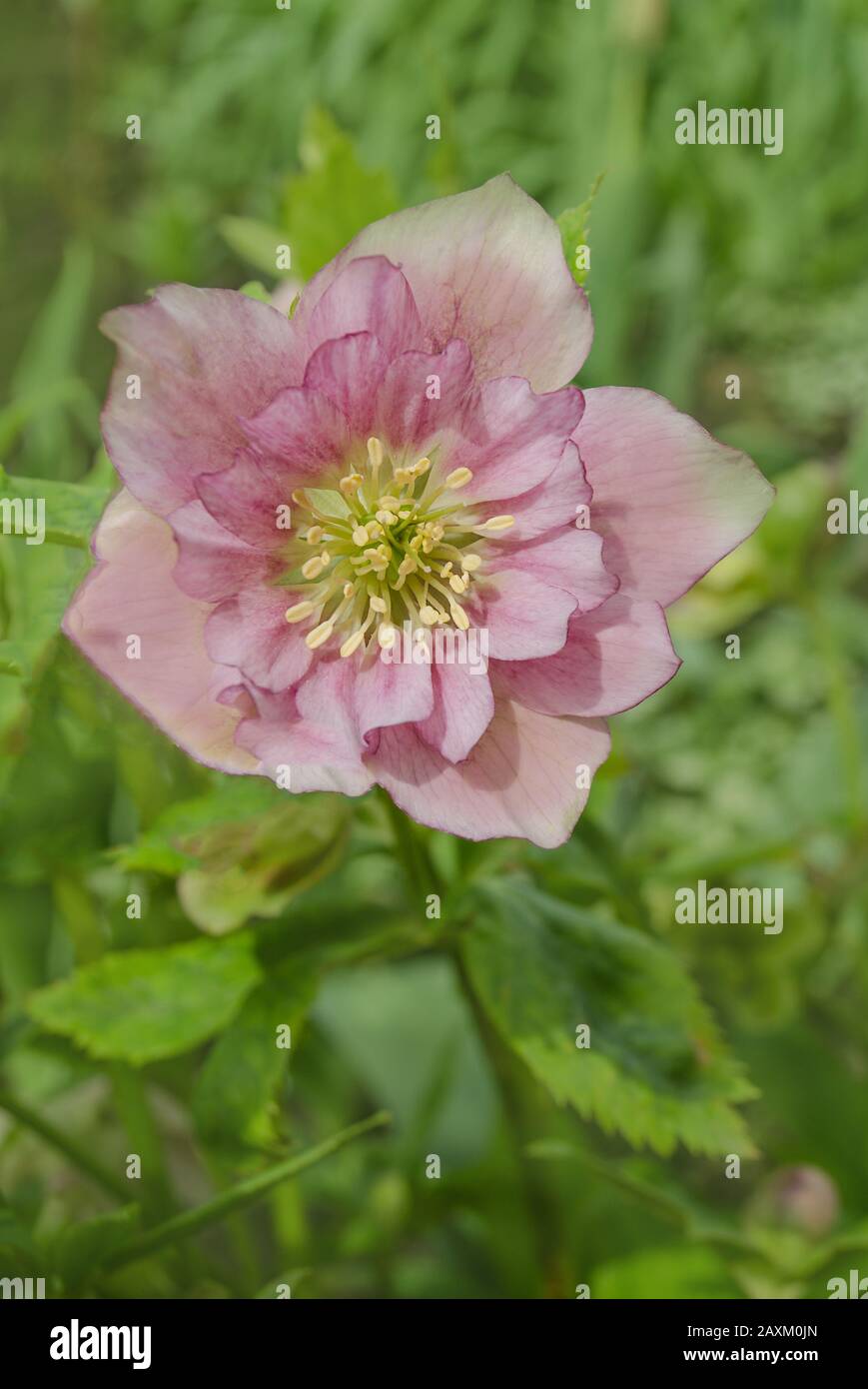 Rosa Hellebore oder lenten Rose. Rosa Frühling blühende Hellebore Pflanze Stockfoto