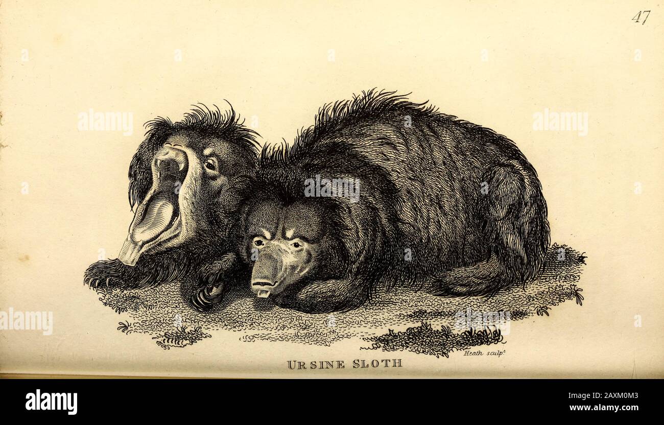 Ursine Sloth von der Allgemeinen Zoologie, oder, Systematischer Naturgeschichts-Teil I, von Shaw, George, 1751-1813; Stephens, James Francis, 92-1853-03; Heath, Charl Stockfoto