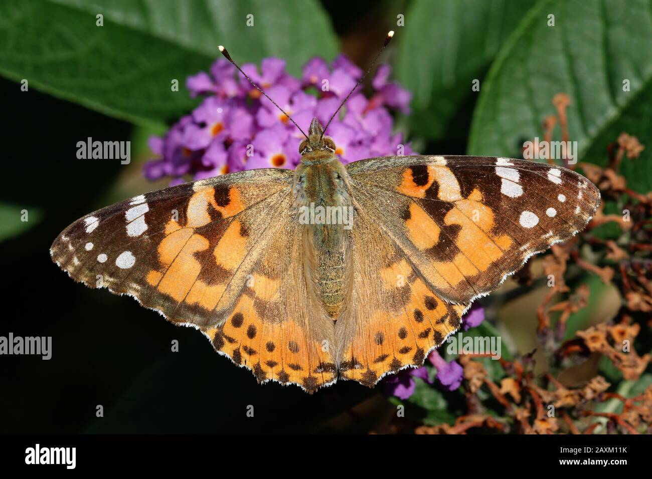 Eine Gemalte Frau Schmetterling (Vanessa cardui) Nektaring auf einer lila oder lila Blumen. Stockfoto
