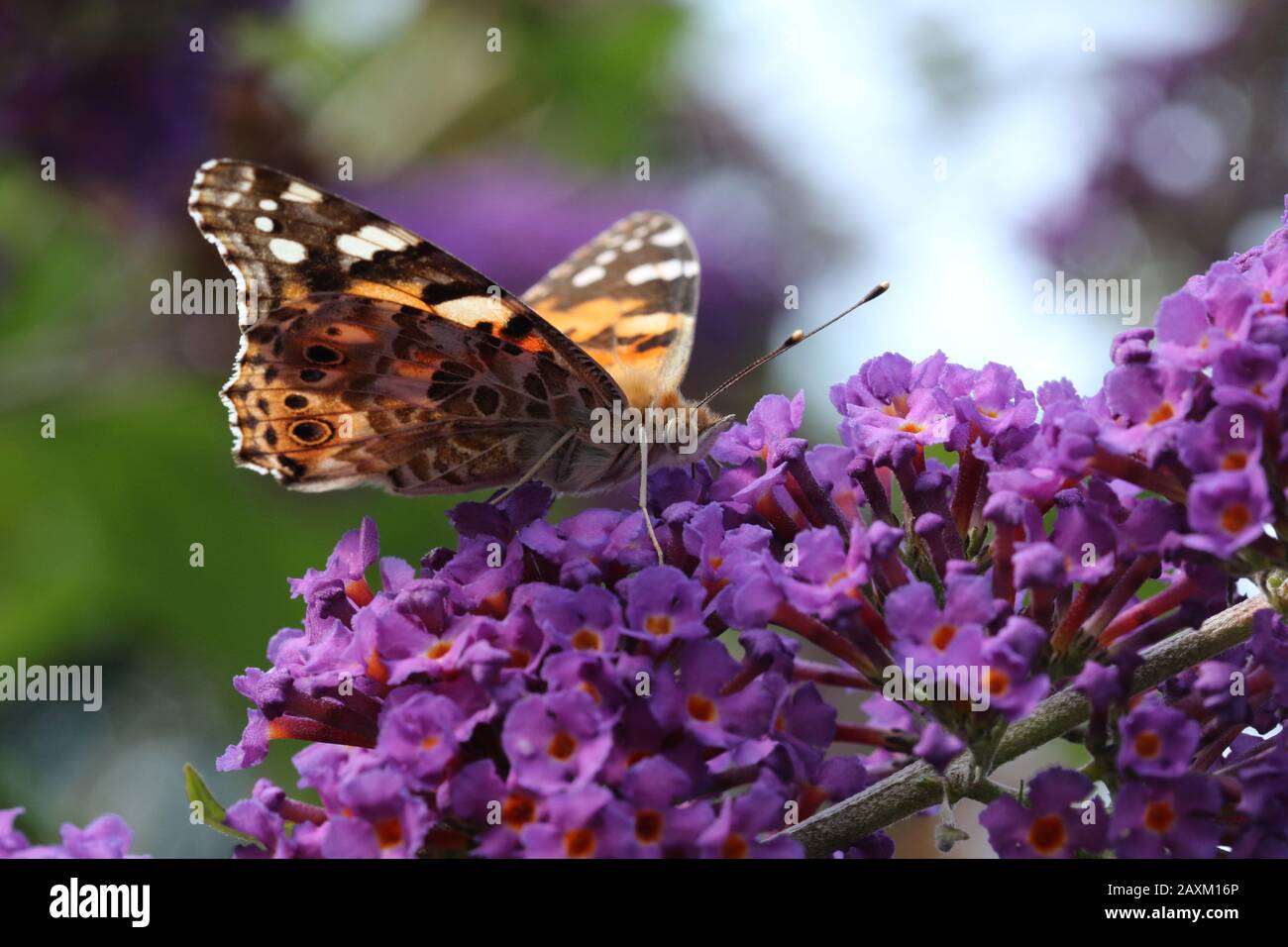 Eine Gemalte Frau Schmetterling (Vanessa cardui) Nektaring auf einer lila oder lila Blumen. Stockfoto