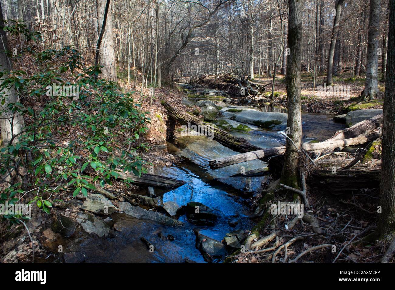Pott's Branch Creek Stockfoto