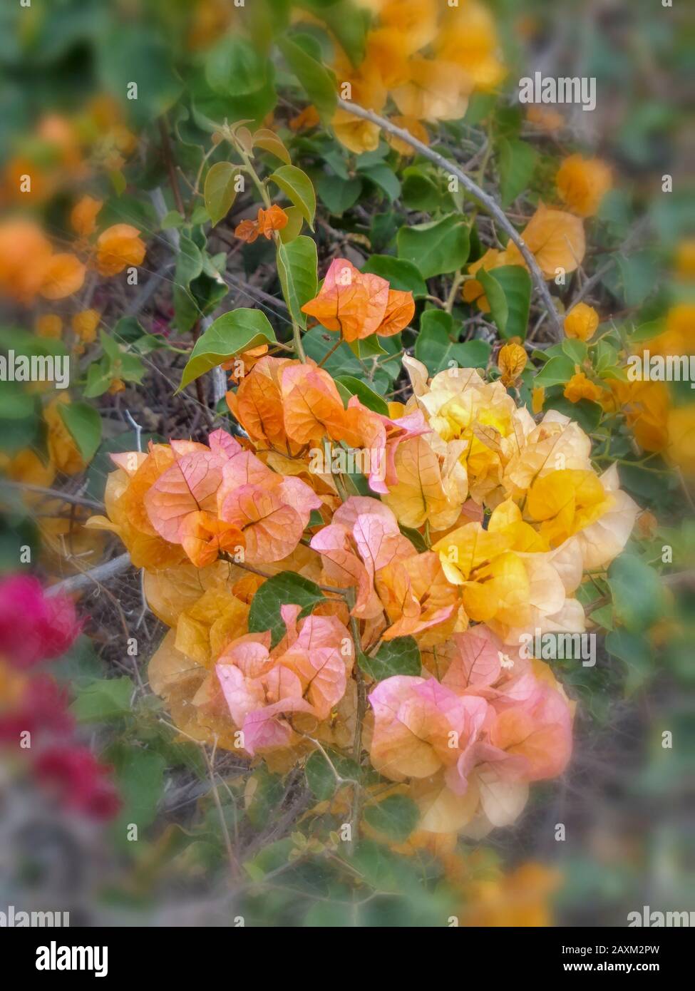 Bourgainvillea Blumen schmücken Gemeinsamkeiten in Funchal, Madeira, Portugal, Europäische Union Stockfoto