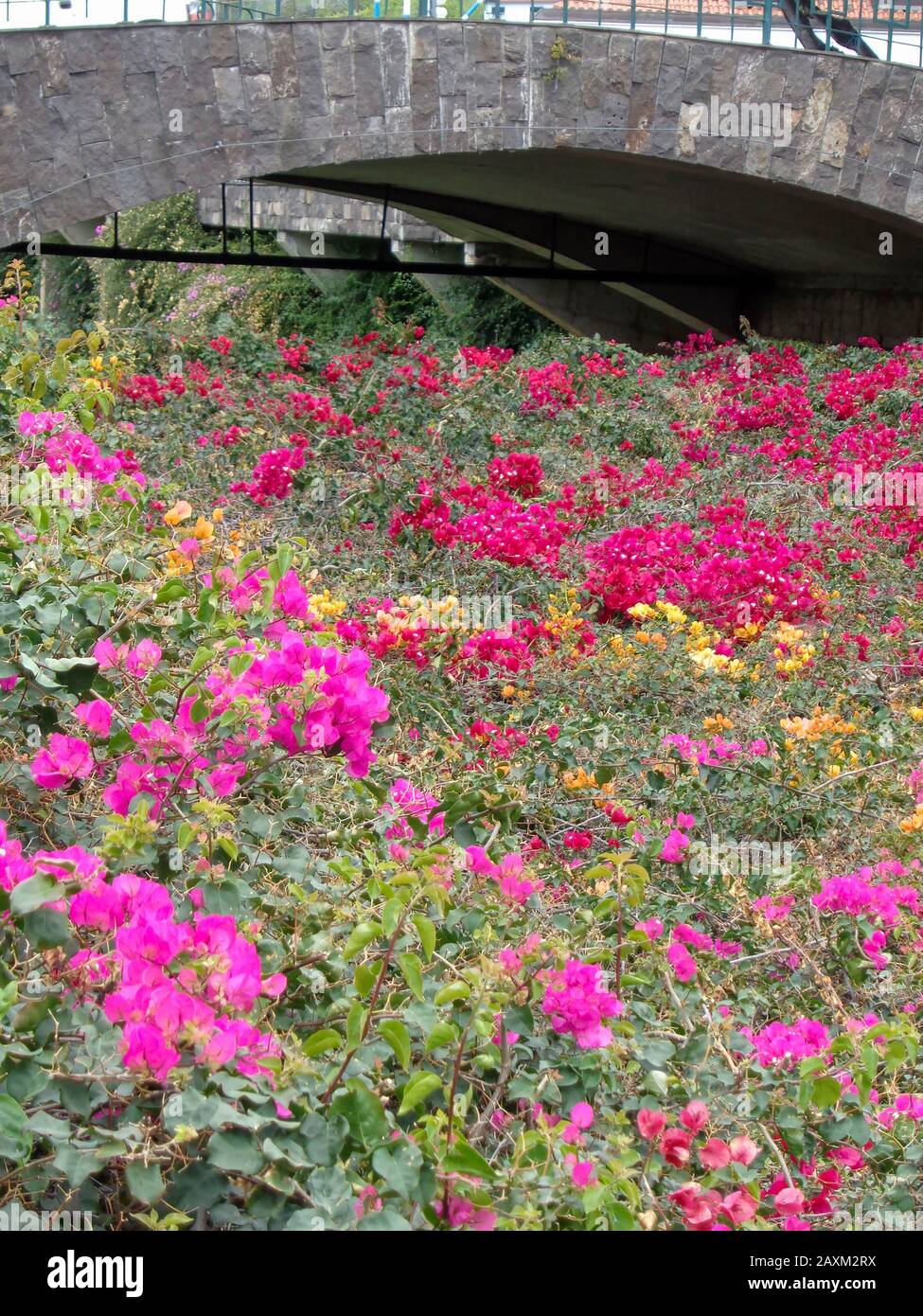 Bourgainvillea Blumen schmücken Gemeinsamkeiten in Funchal, Madeira, Portugal, Europäische Union Stockfoto
