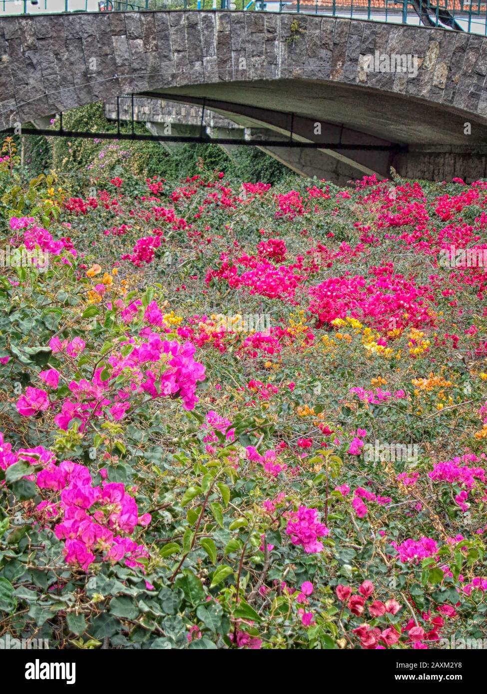 Bourgainvillea Blumen schmücken Gemeinsamkeiten in Funchal, Madeira, Portugal, Europäische Union Stockfoto