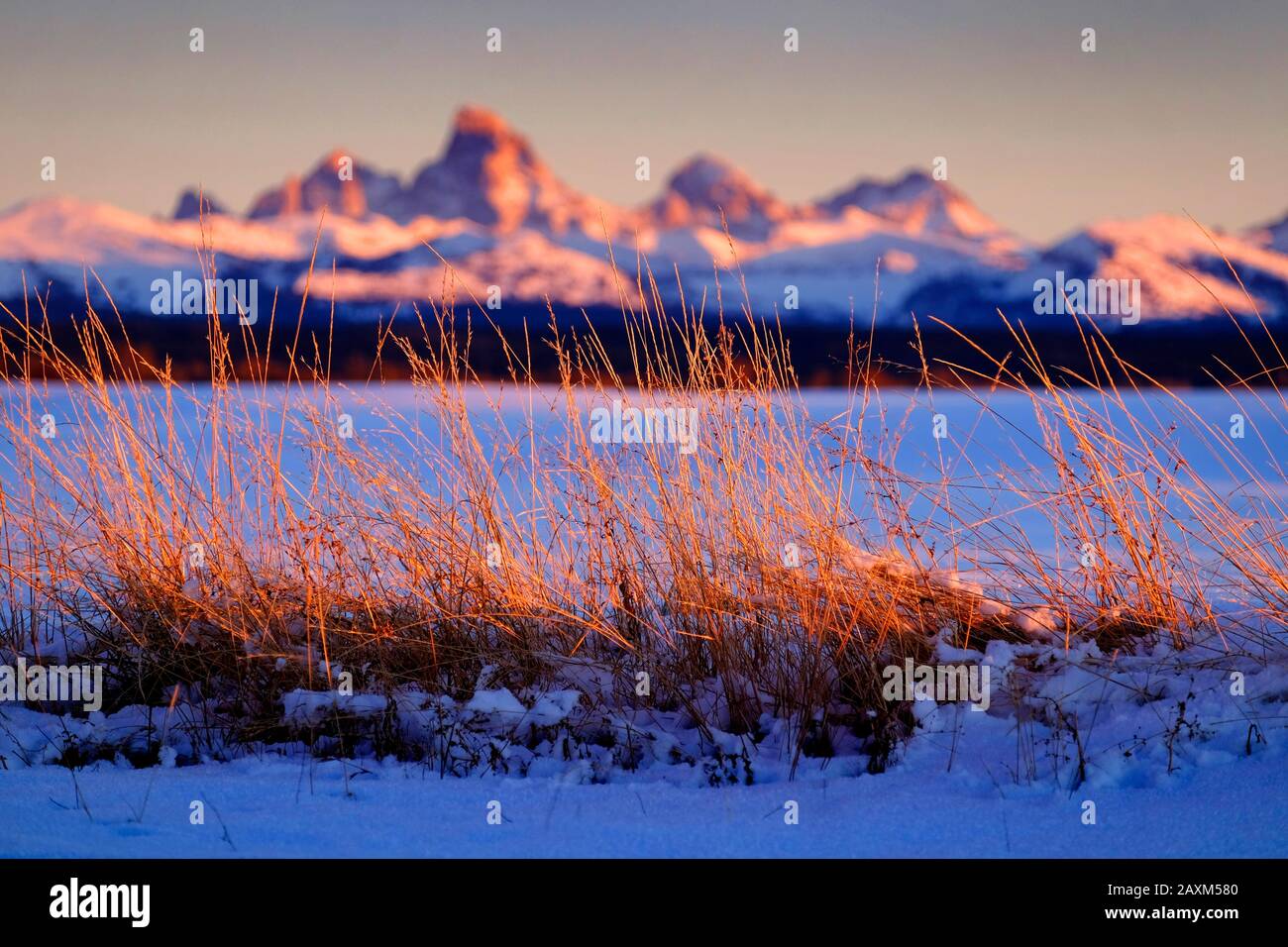 Wildes Gras oder Unkraut mit Sonnenuntergang auf den Tetons Teton Bergen im Hintergrund Stockfoto