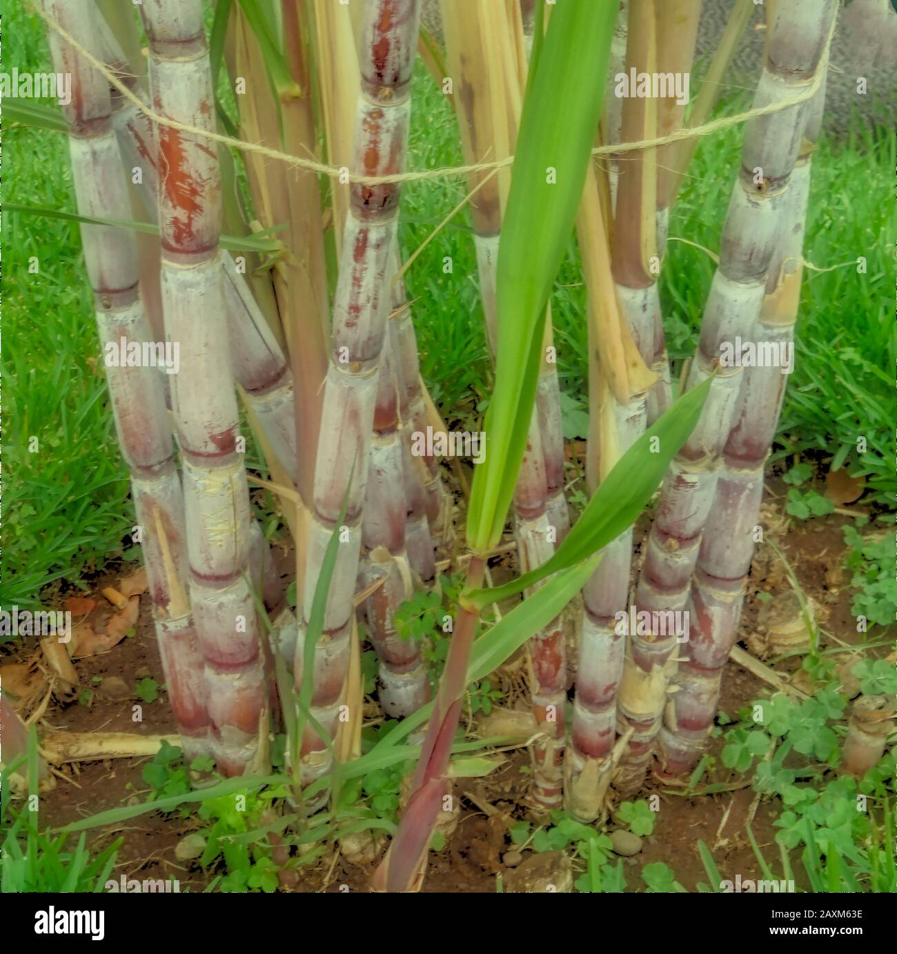 Zuckerrohrklumpen, die im Sonnenschein von Madeira, Portugal, der Europäischen Union wachsen Stockfoto