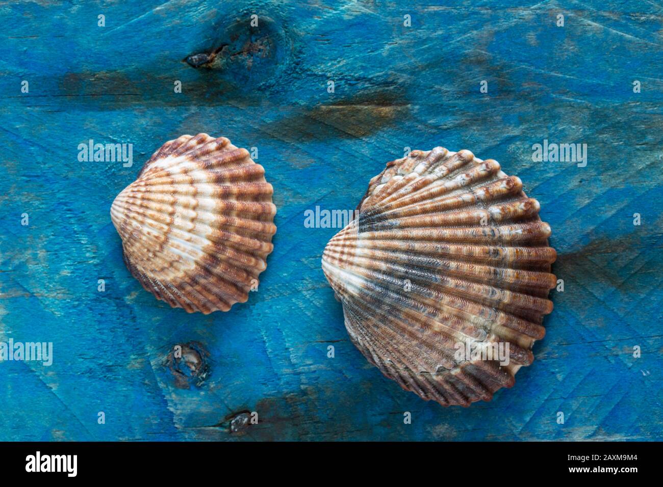 Zwei Schalen fanden Strandkämmen auf einem Stück Treibholz, das blau gestrichen wurde. Dorset England GB Stockfoto