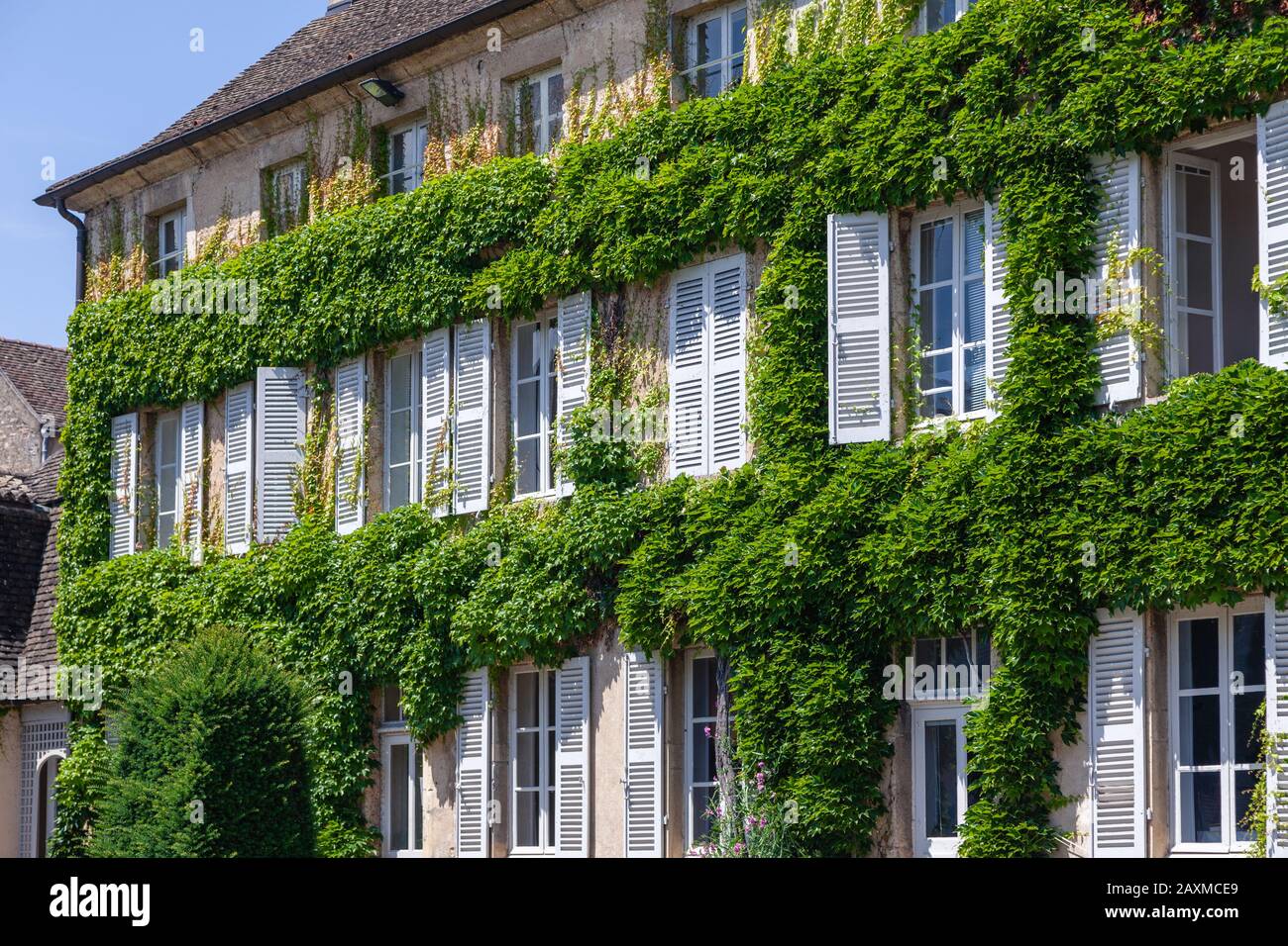 Das Fenster an der Fassade des Hauses ist mit trockenem Efeu verflochten.  Die Kontur der Pflanze in Form eines Herzens Stockfotografie - Alamy