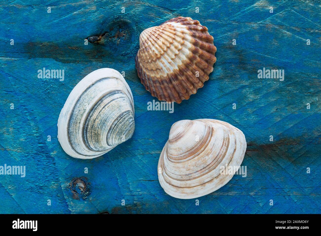 Zwei Muscheln und eine Kahnmuschel fanden Strandkämmen, die auf einem blau lackierten Driftwood dargestellt wurden. Dorset England GB Stockfoto