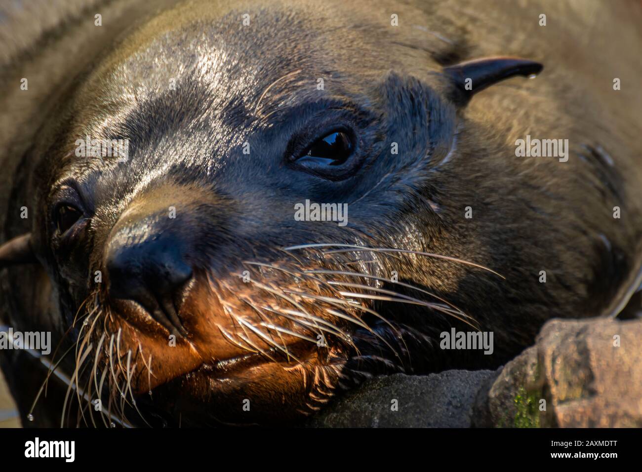 Fur Seal at Living Coast, Torquay, Devon, Großbritannien Stockfoto