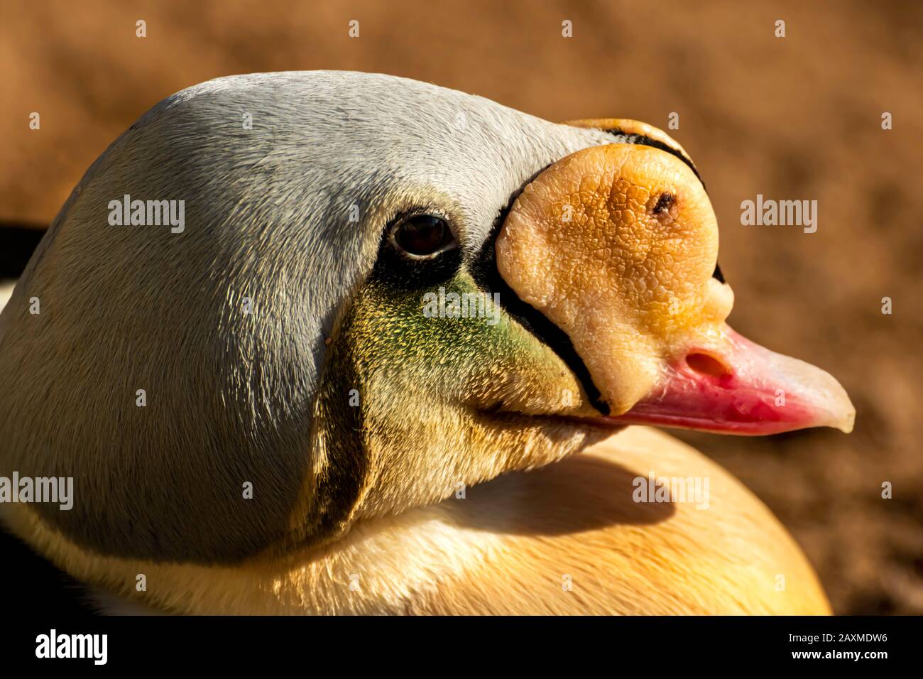 King Eider Duck an den lebenden Küsten in Torquay, Devon, Großbritannien Stockfoto