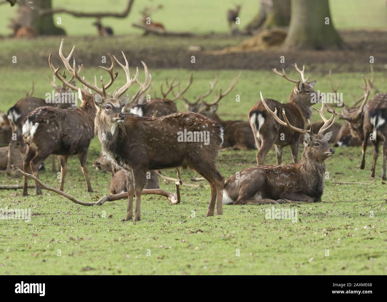 Eine Herde mandschurischer Sika Deer Stags, Cervus nippon Mantchurikus, stehend und auf einer Wiese liegend. Stockfoto