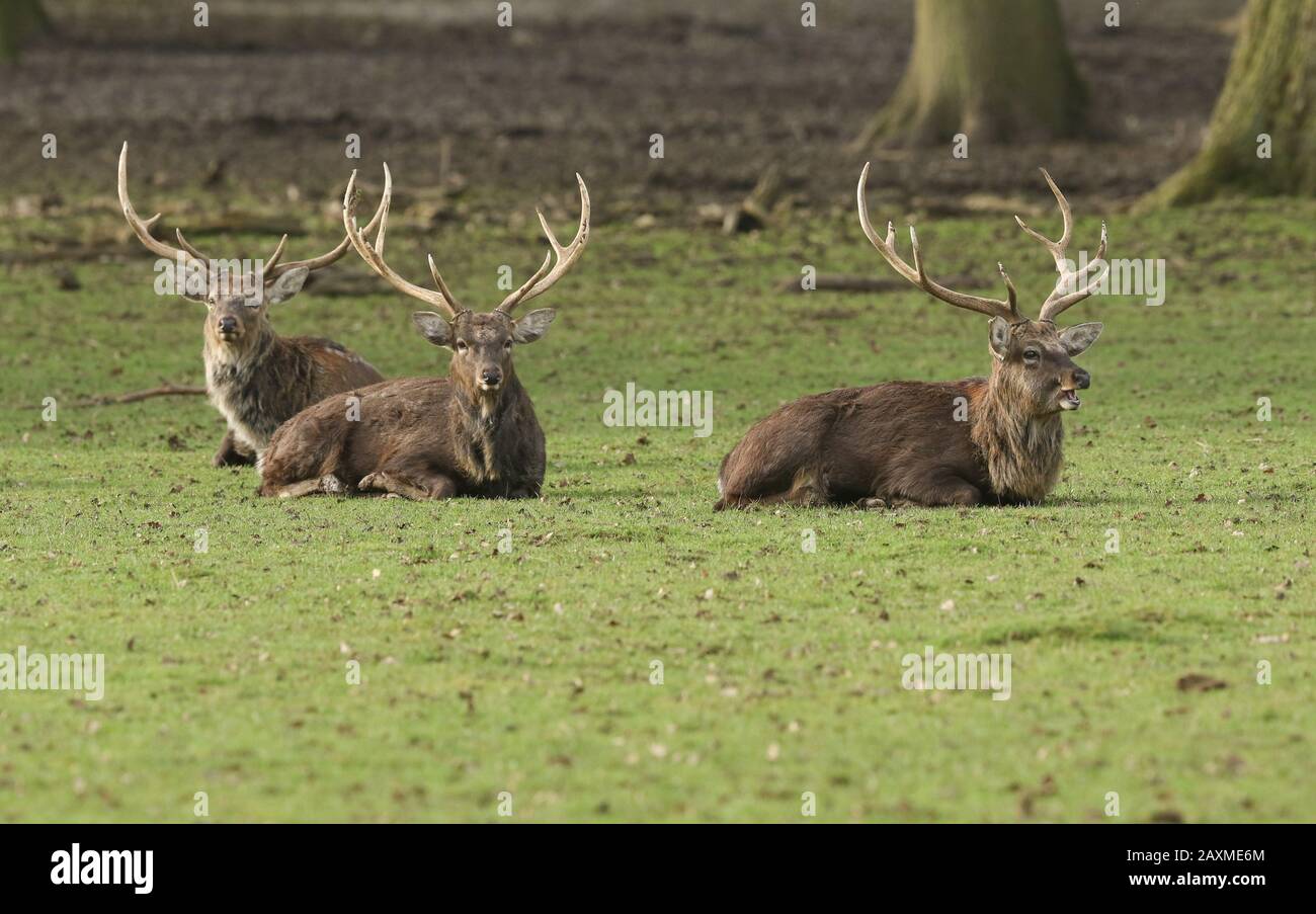 Drei mandschurische Sika Deer Stags, Cervus nippon mantchuricus, liegen auf einer Wiese. Stockfoto