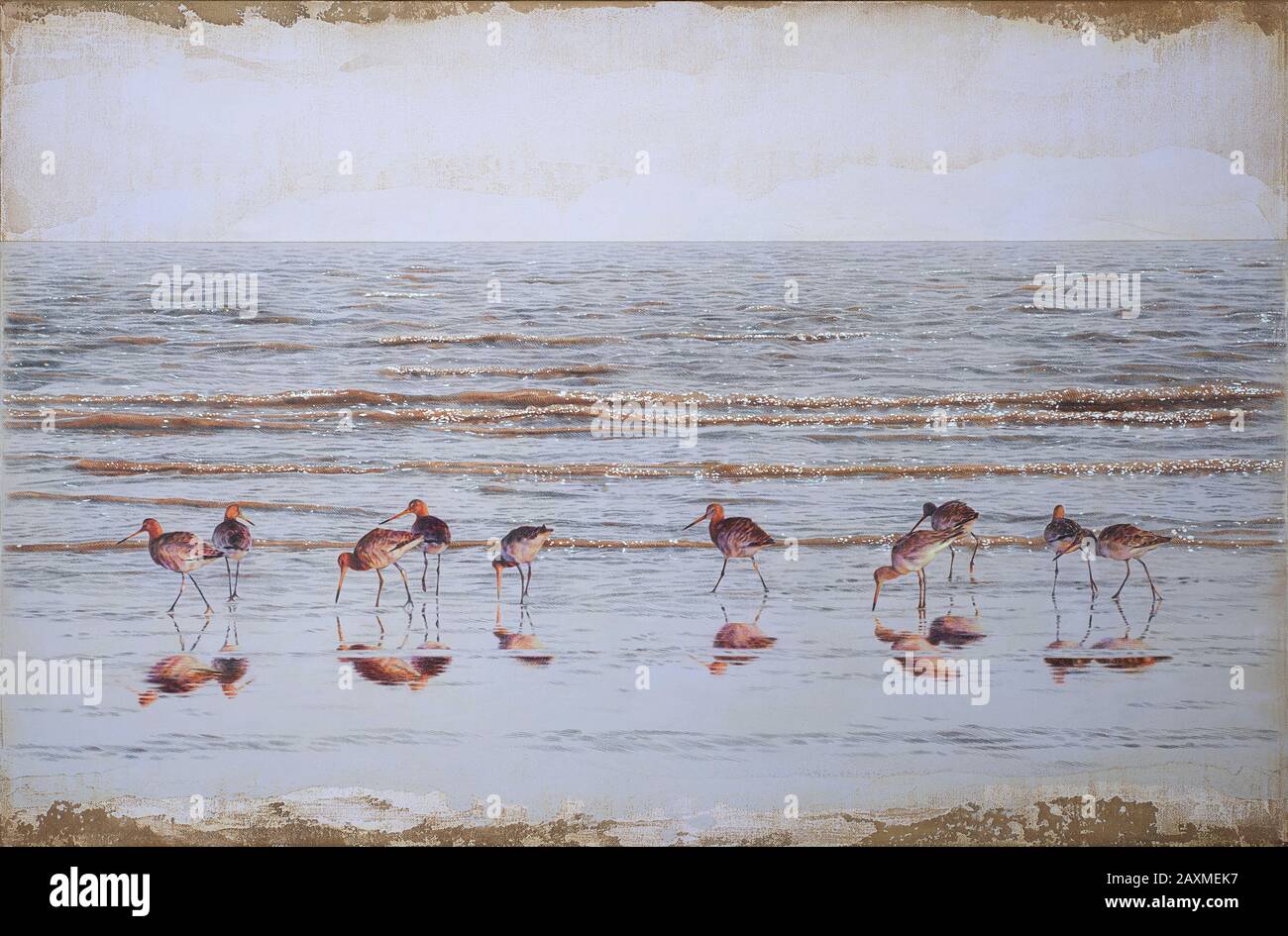 Godwits waten im Meer am Rand des Wassers Stockfoto
