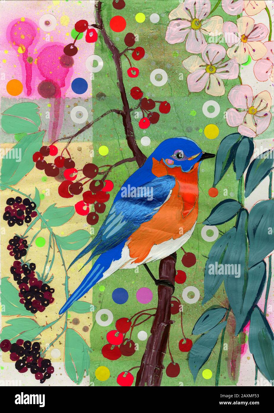 Östlichen Bluebird auf Ast mit Blüten und Beeren Stockfoto