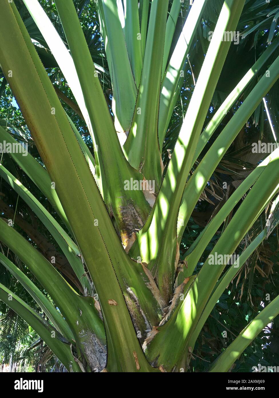 Arenga pinnata Palme oder Zuckerpalme aus der Nähe Stockfoto
