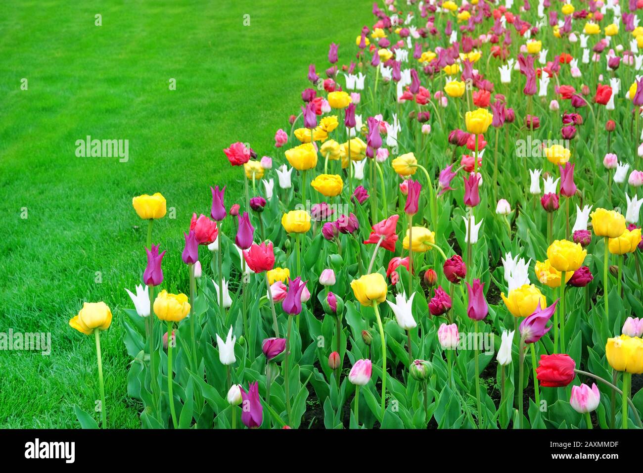 Tulpen blühen mit bunten Hochblättern, die den Frühling signalisieren. Frühlingshintergrund der Natur für Festkarte. Kopierbereich. Stockfoto