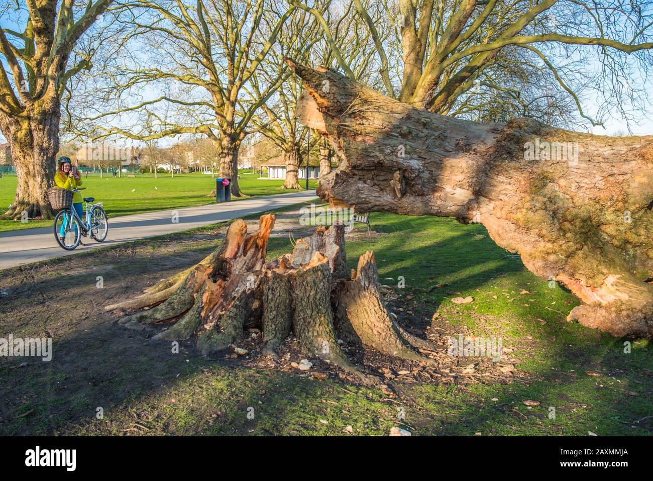 London Plane Baumschäden auf Jesus Green von Storm Ciara. Die Bäume auf Jesus Lock to Midsummer Common Path sind seit 1913 dort. Cambridge. GROSSBRITANNIEN. Stockfoto