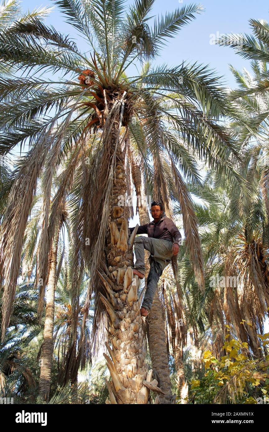 Tozeur, TUNESIA - 19. DEZEMBER 2019: Ein Arbeiter, der auf einer Palme klettert, um die Datteln im Palmenhain zu schneiden Stockfoto