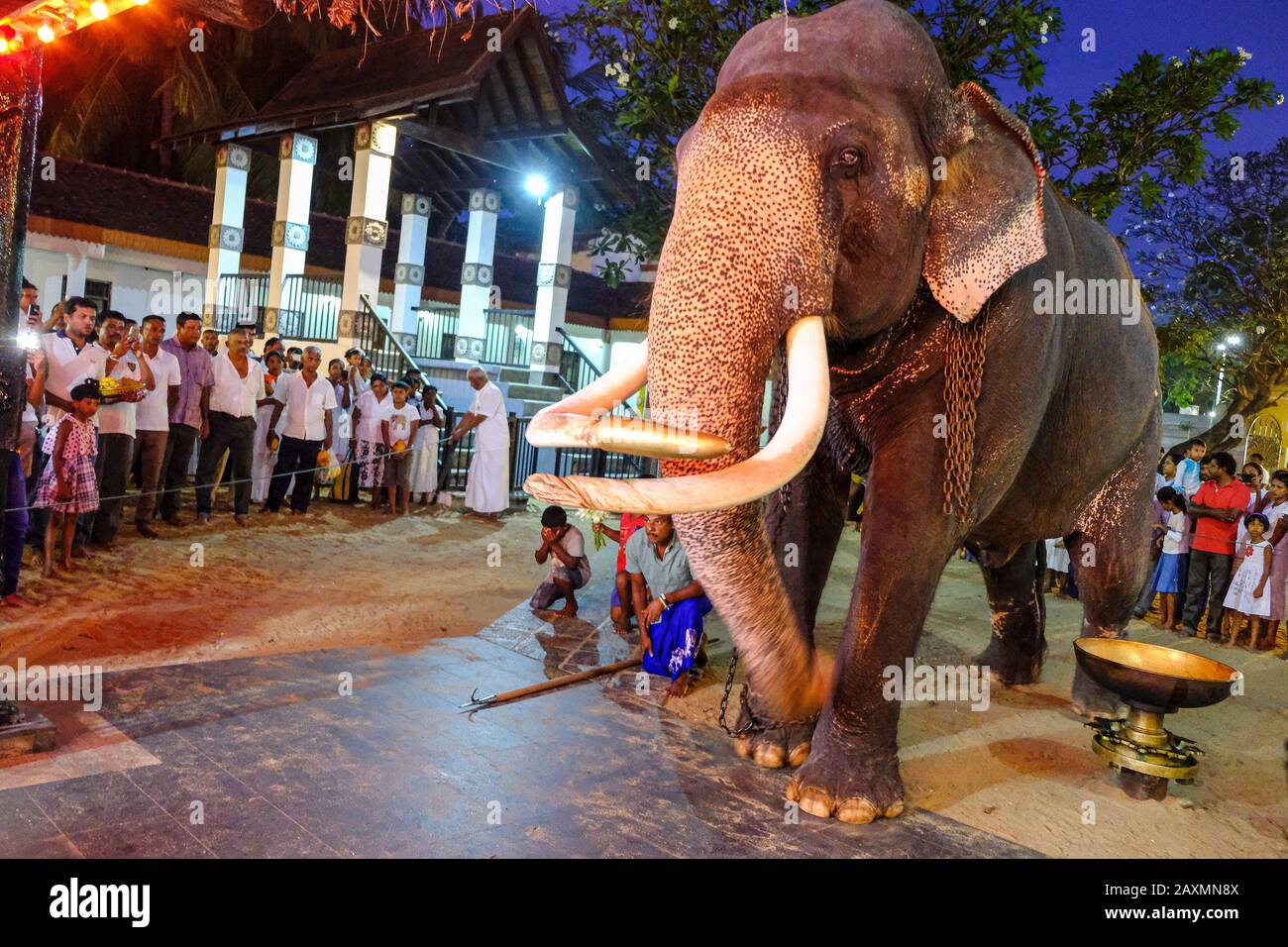 Kataragama, Sri Lanka – Januar 2020: Ein Elefant, der am 18. Januar 2020 an den Pilgergaben im Maha Devale Hindu-Heiligtum teilnahm Stockfoto