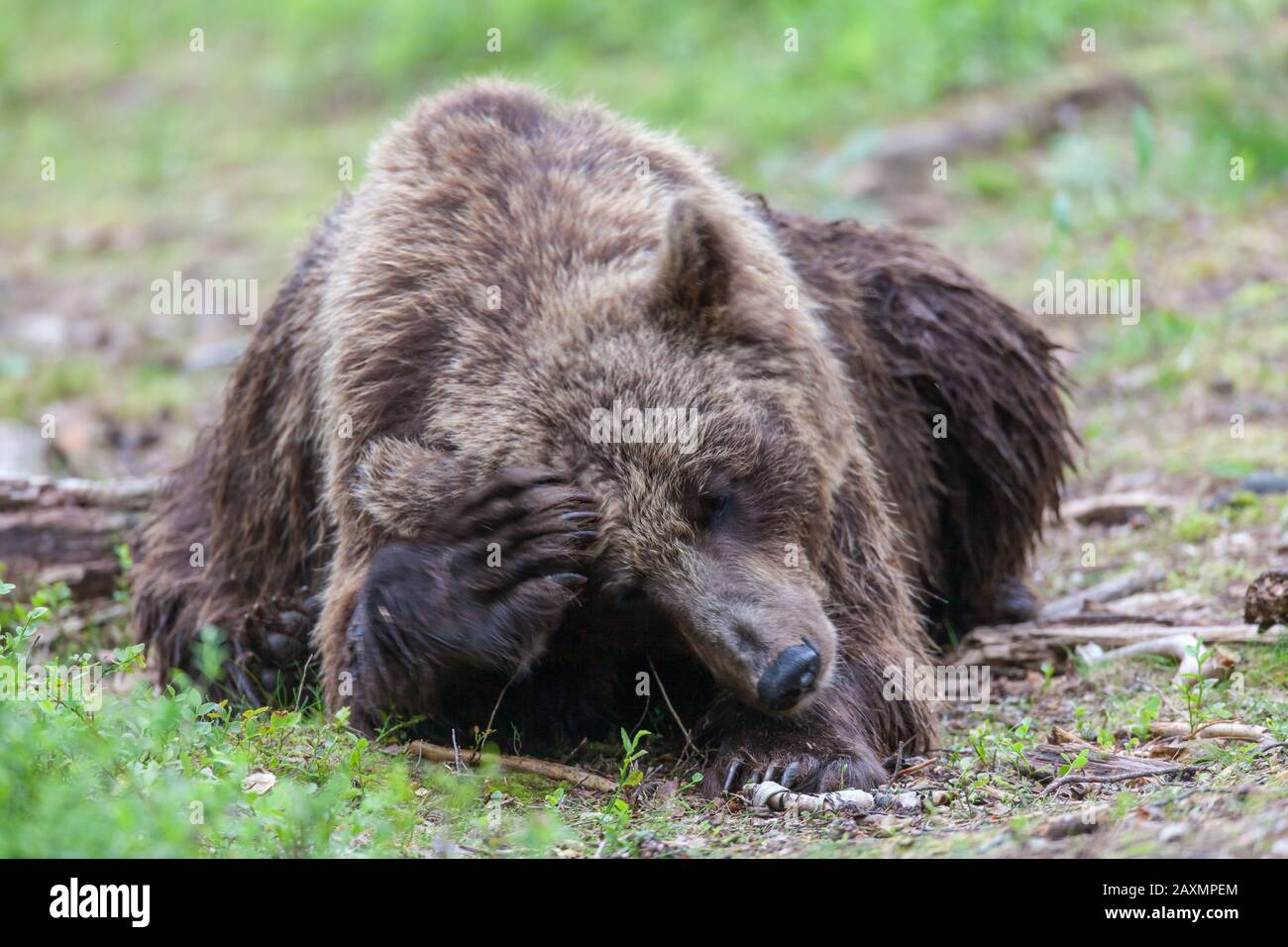 Braunbär, Ursus arctos, Tierwelt, Finnland Stockfoto