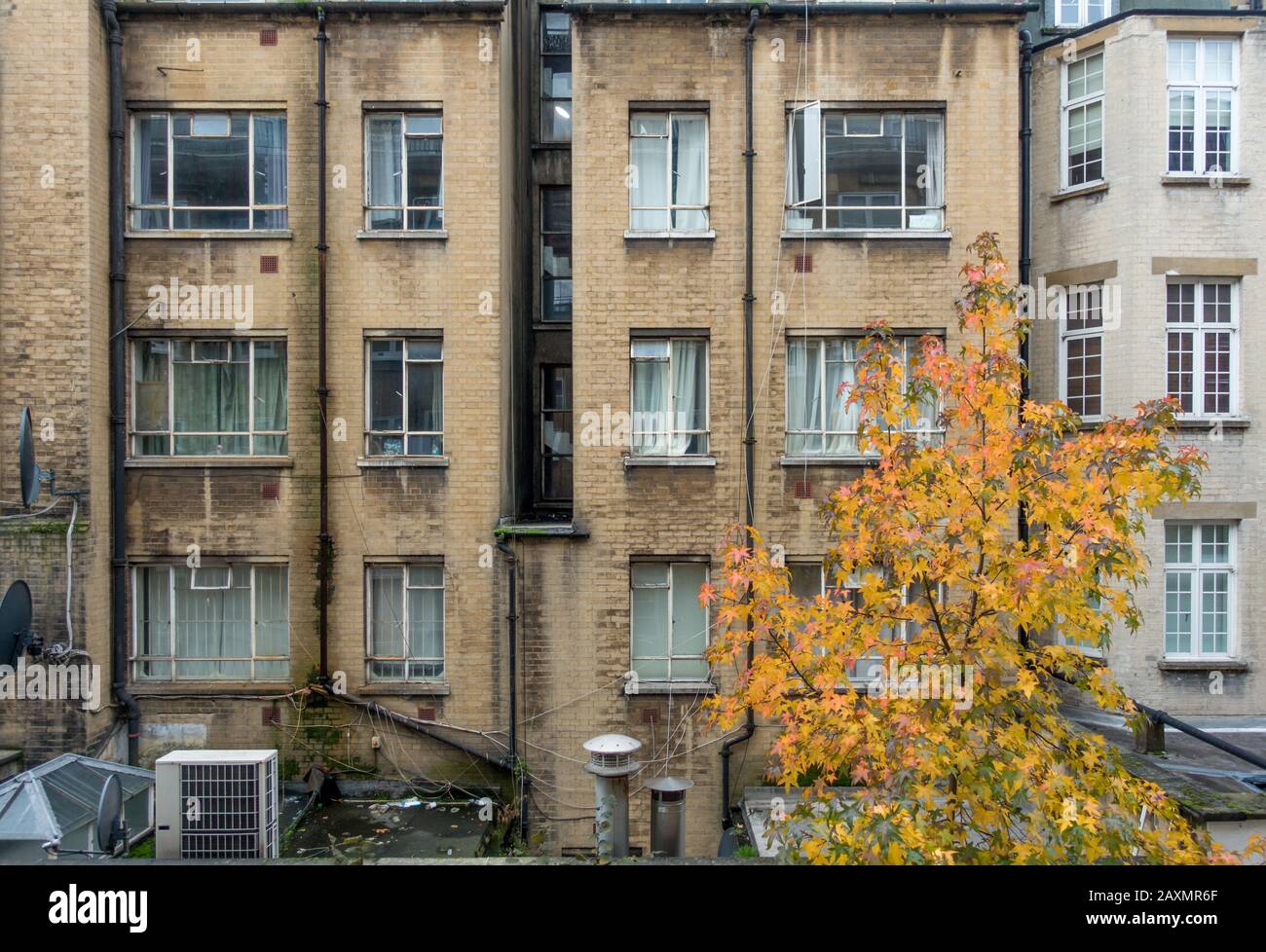 Ein Hoffnungsschimmer von einem Herbstbaum hinten an einem dicht bedrückenden, überbevölkerten Wohnblock der Stadt Wohnung Vollformat stumpfes Licht Stockfoto